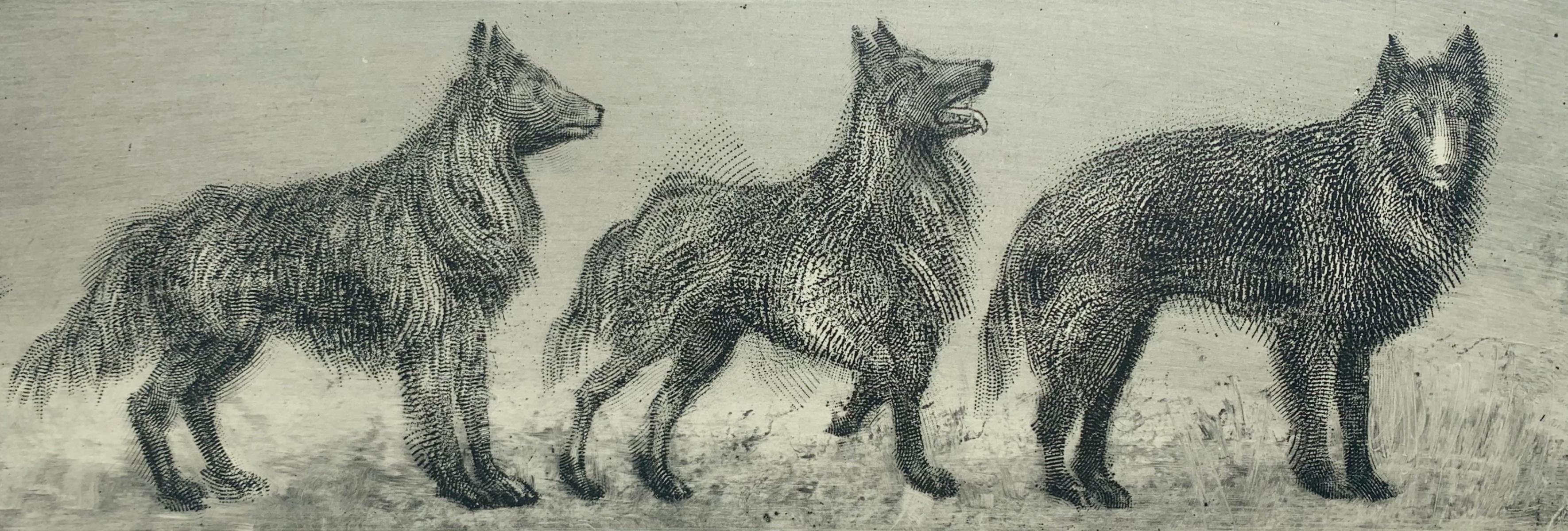 Cani da pastore belgi II e III. Stampa figurativa contemporanea all'acquaforte, Animali