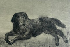 Tofcia et Turbo. Gravure figurative contemporaine, animaux, chiens