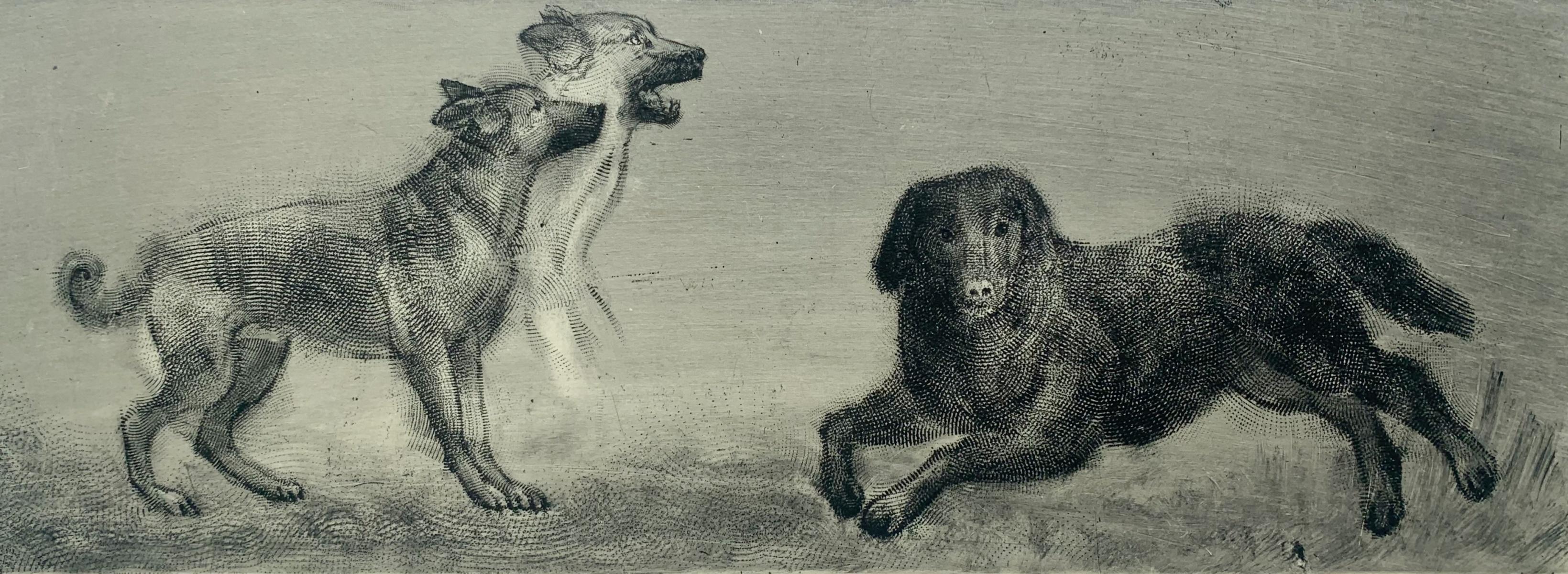 Pawel Zablocki Animal Print - Tofcia and Turbo. Contemporary Figurative Etching Print, Animals, Dogs