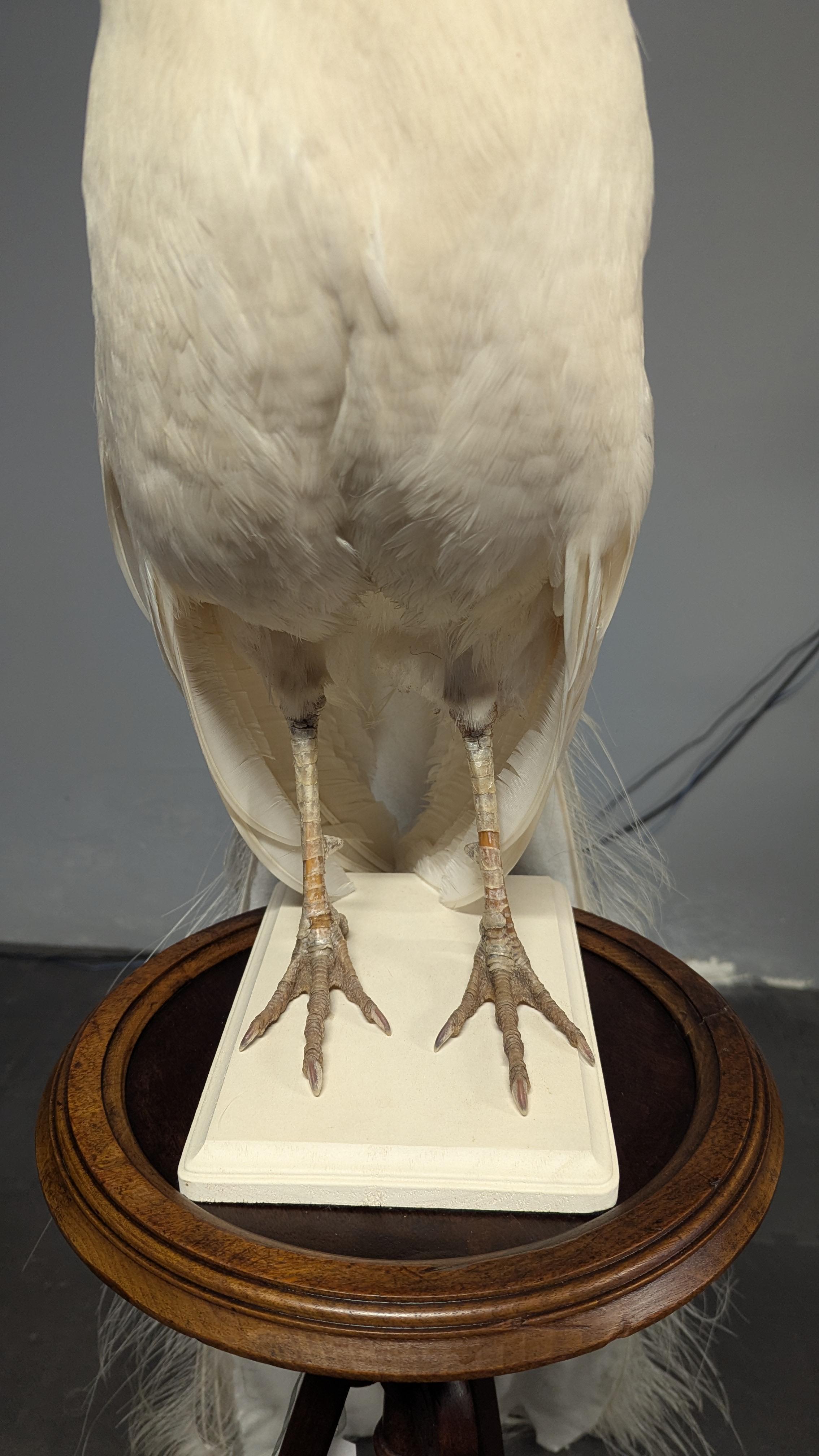 Pavone Albino bianco in vendita 4