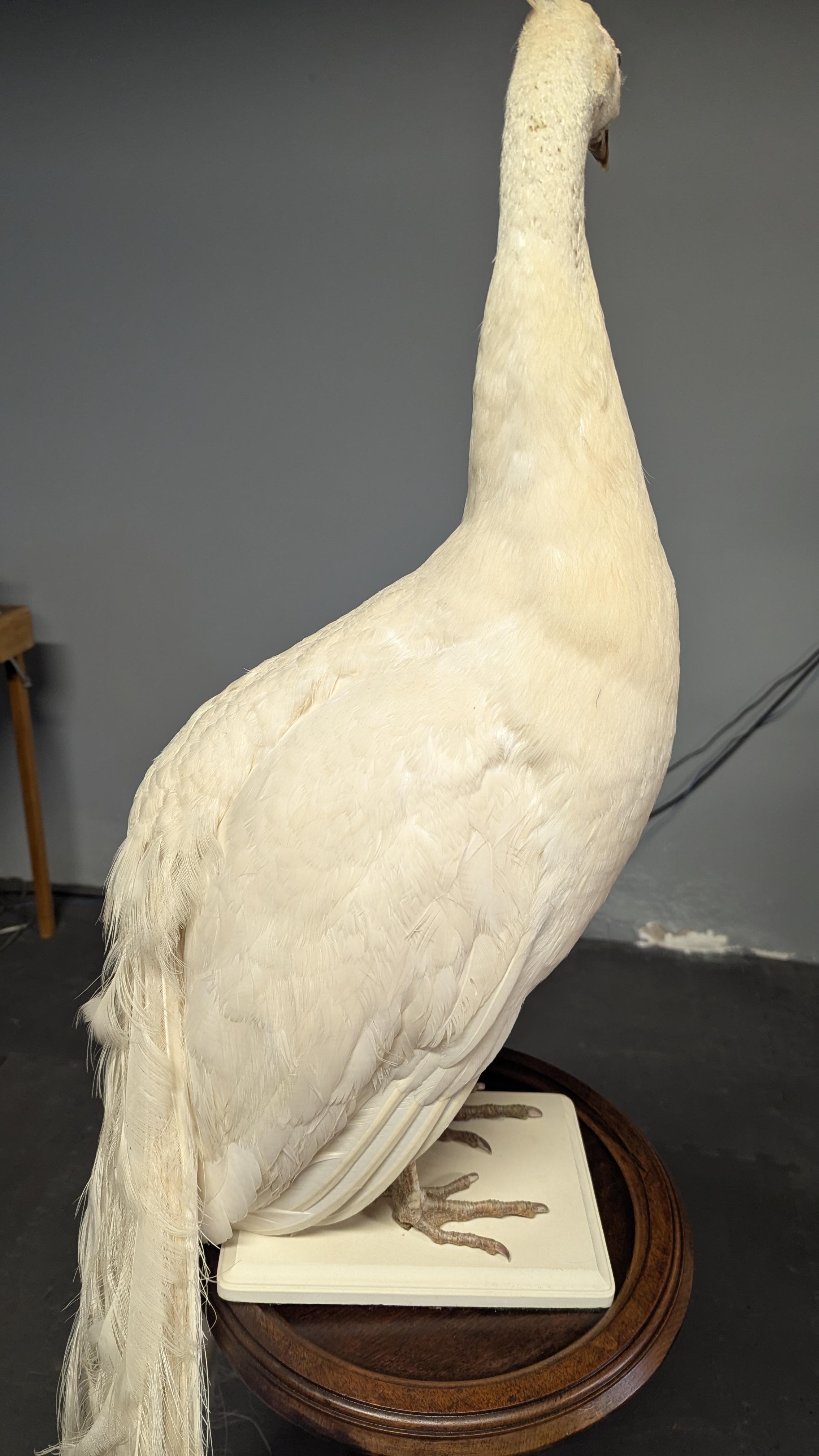 Pavone Albino bianco in vendita 5