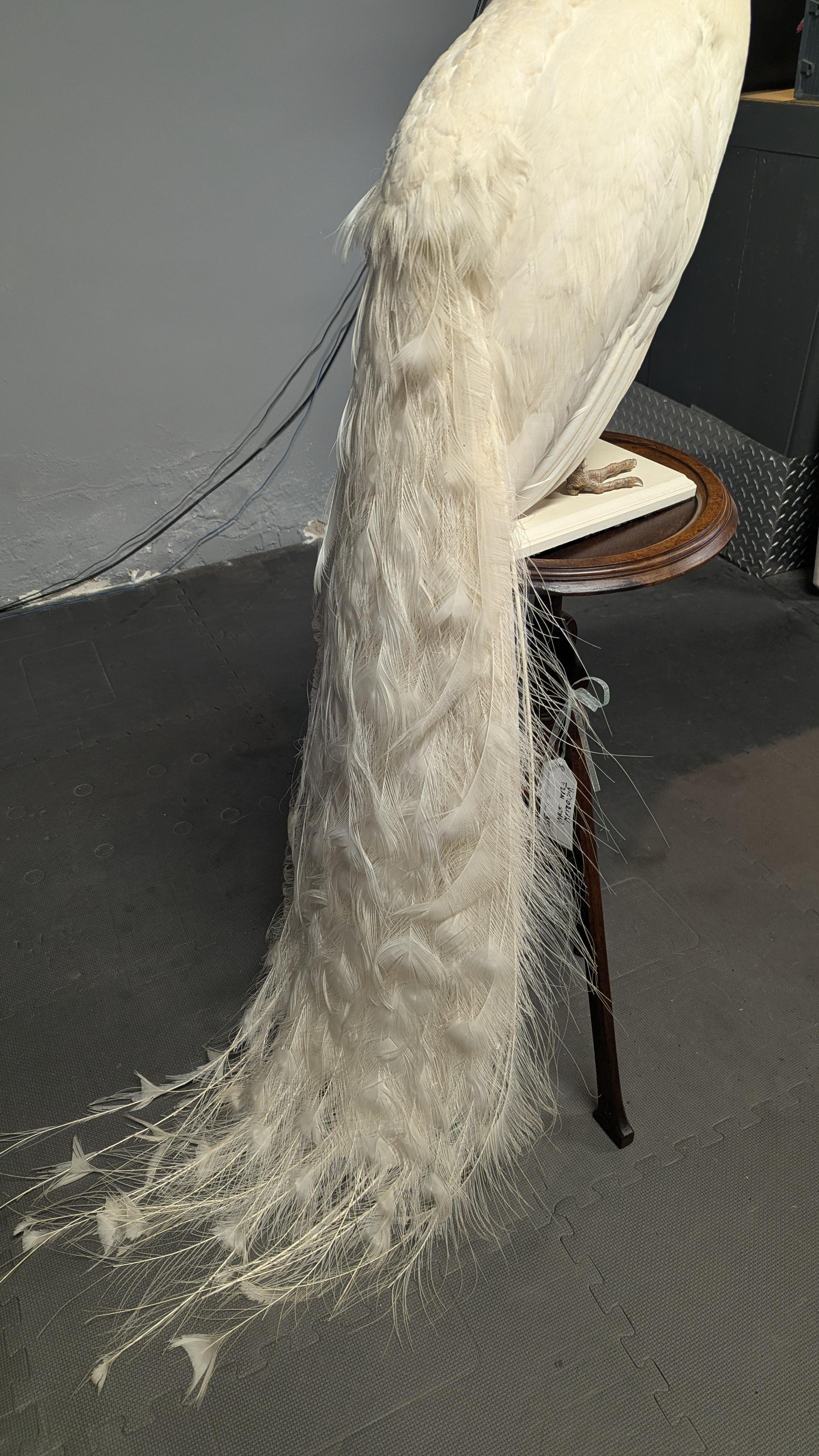 Pavone Albino bianco in vendita 6