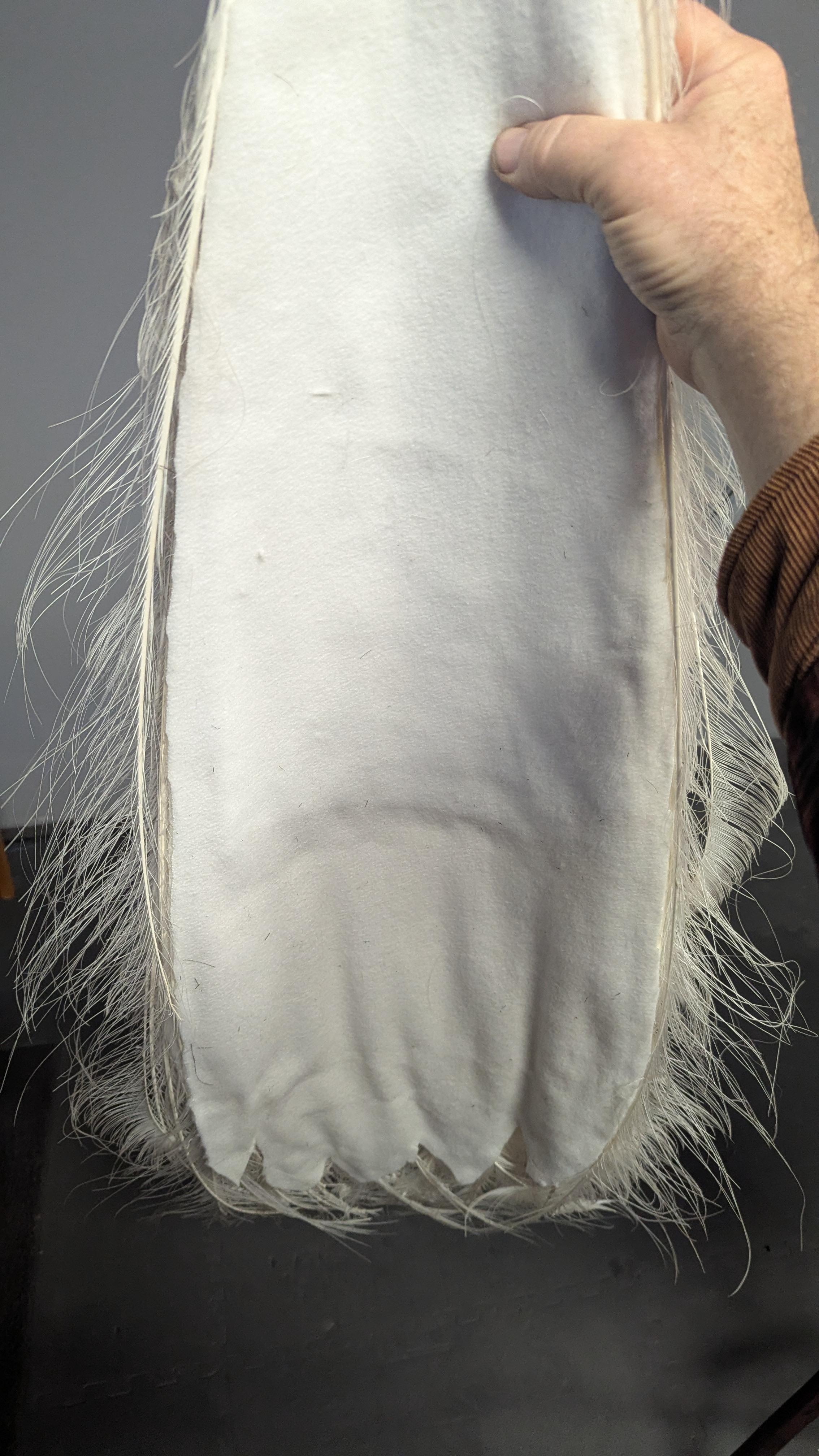 Pavone Albino bianco in vendita 7