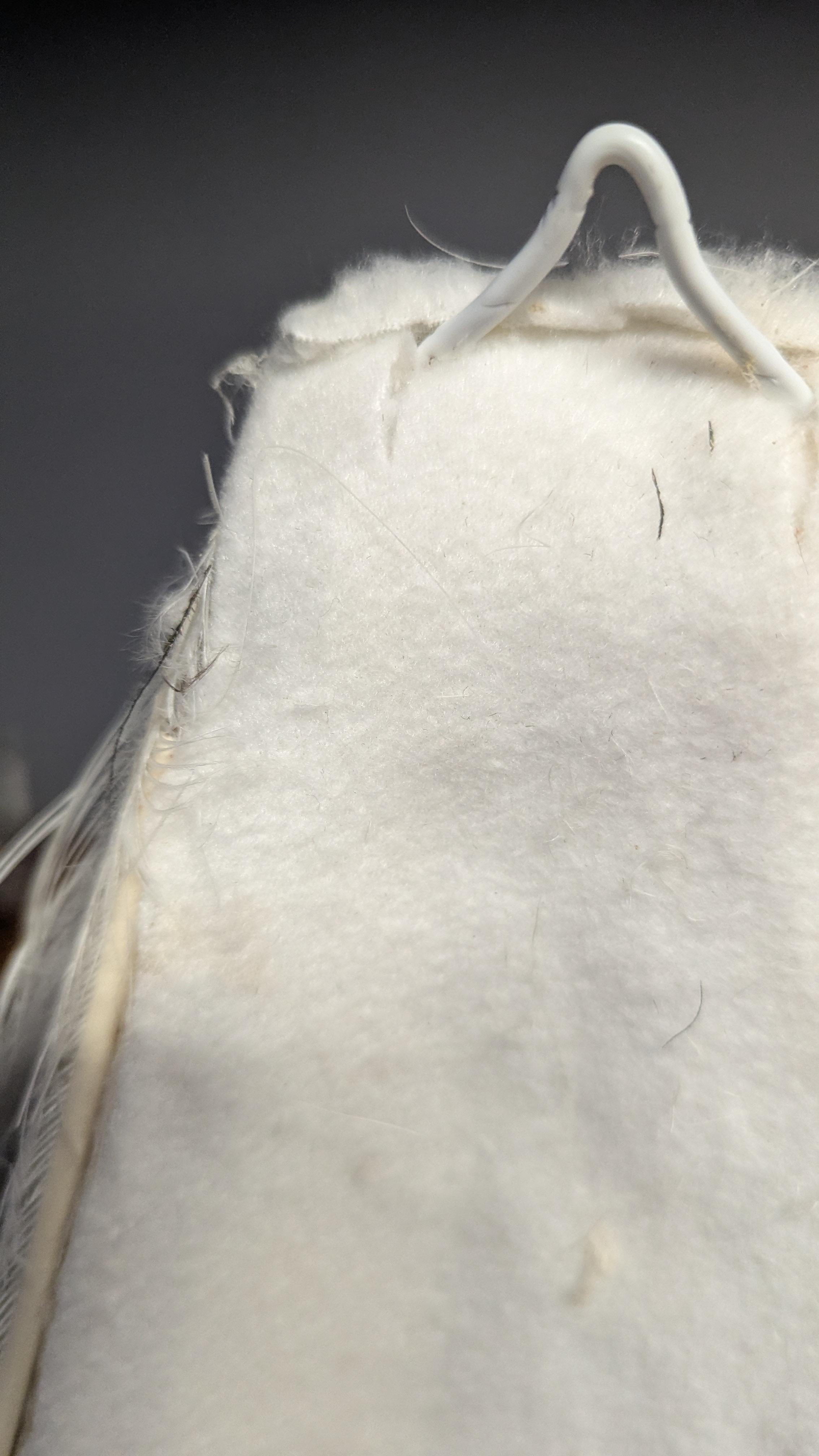 Pavone Albino bianco in vendita 8