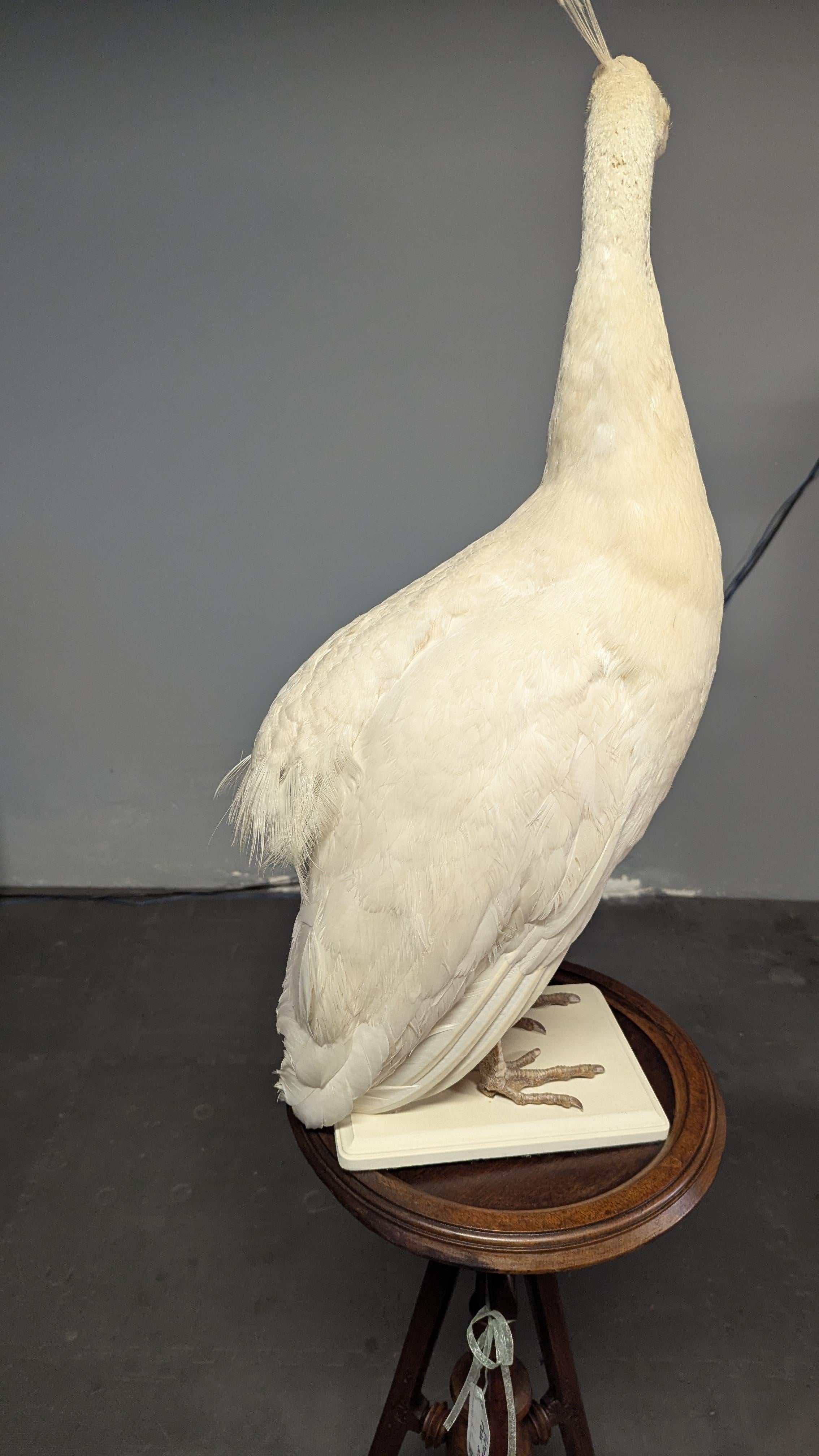 Pavone Albino bianco in vendita 10