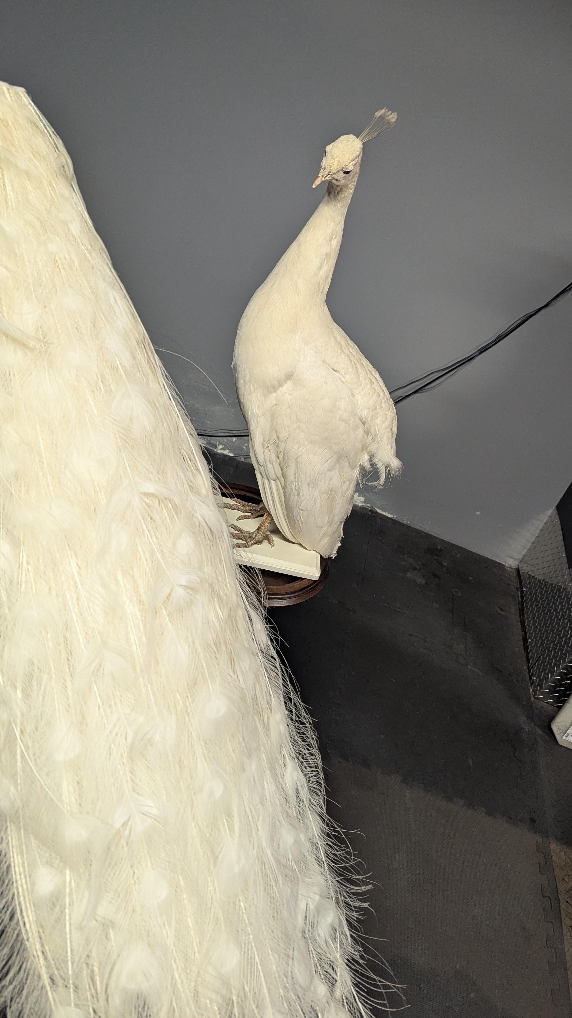 Pavone Albino bianco in vendita 11