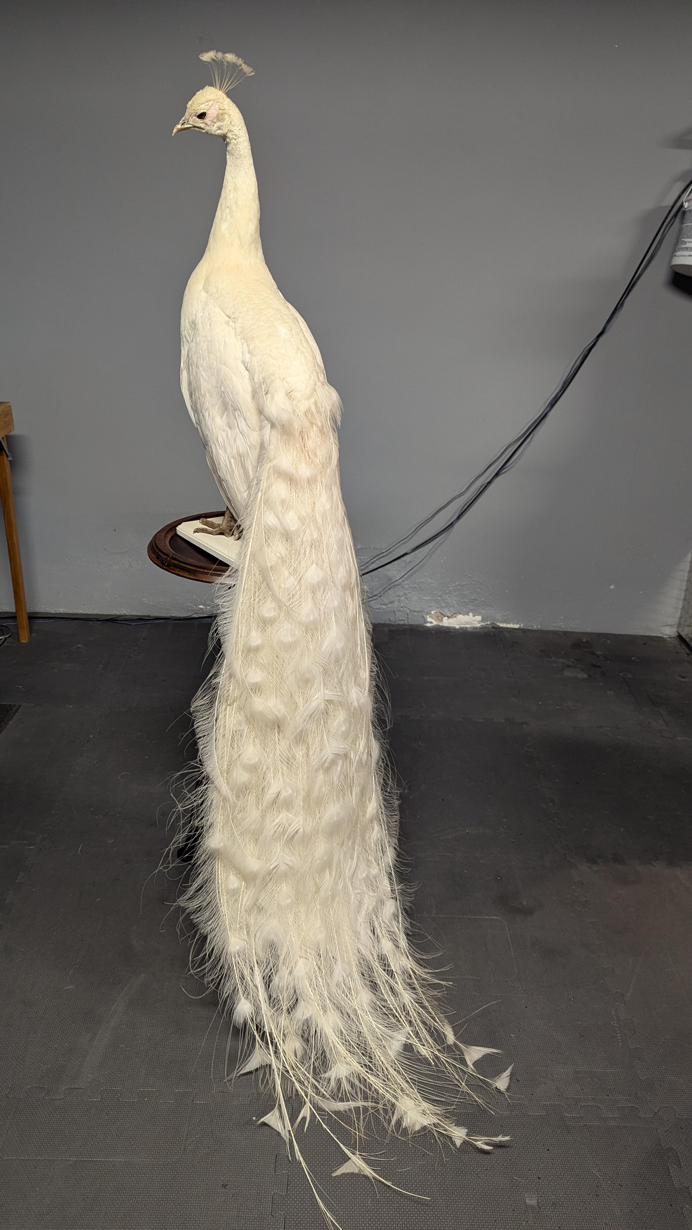 Pavone Albino bianco in vendita 12