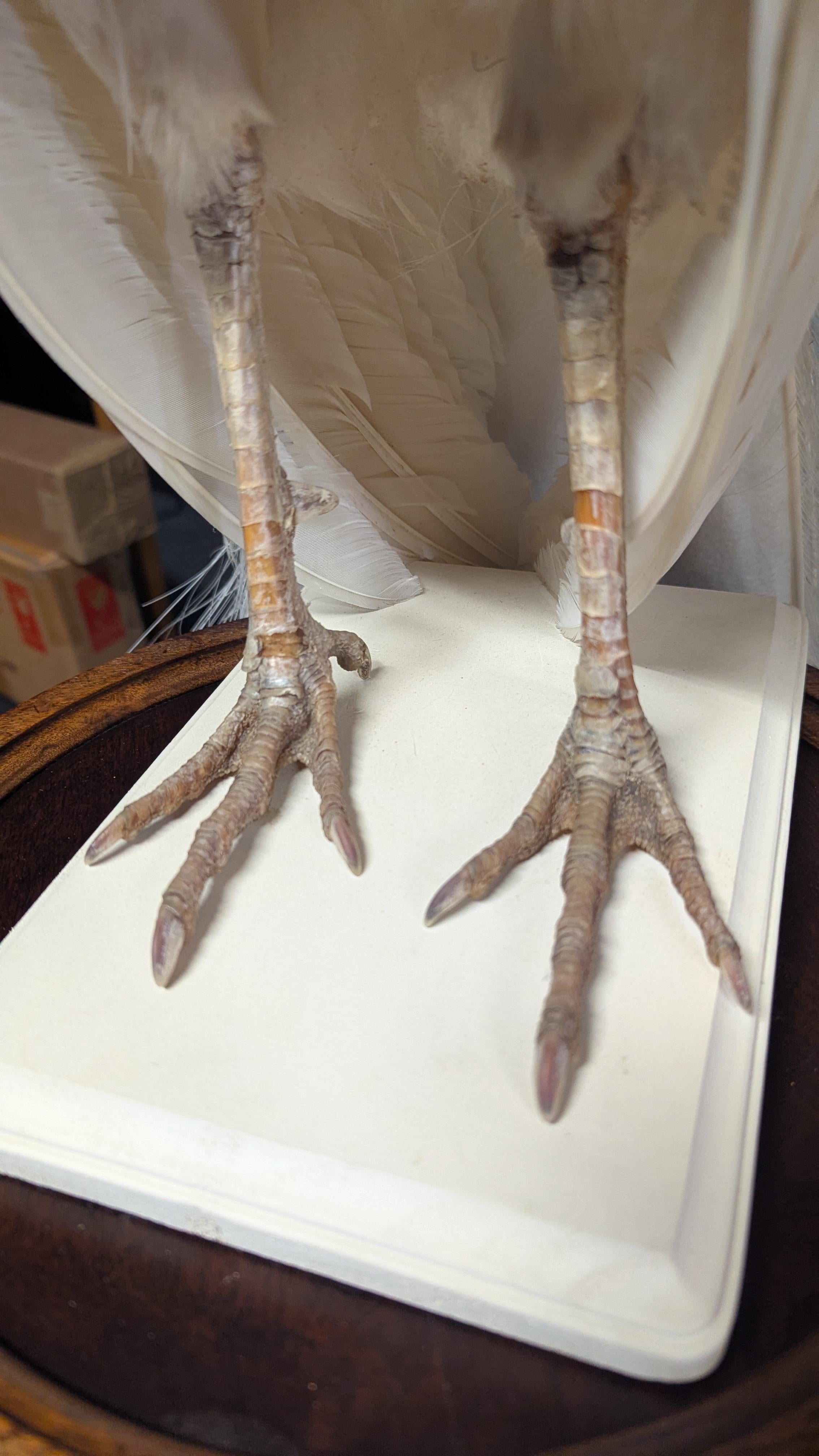 Pavone Albino bianco in vendita 13