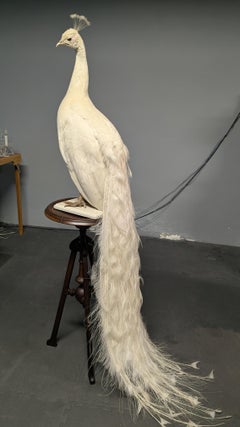 Pavone Albino bianco