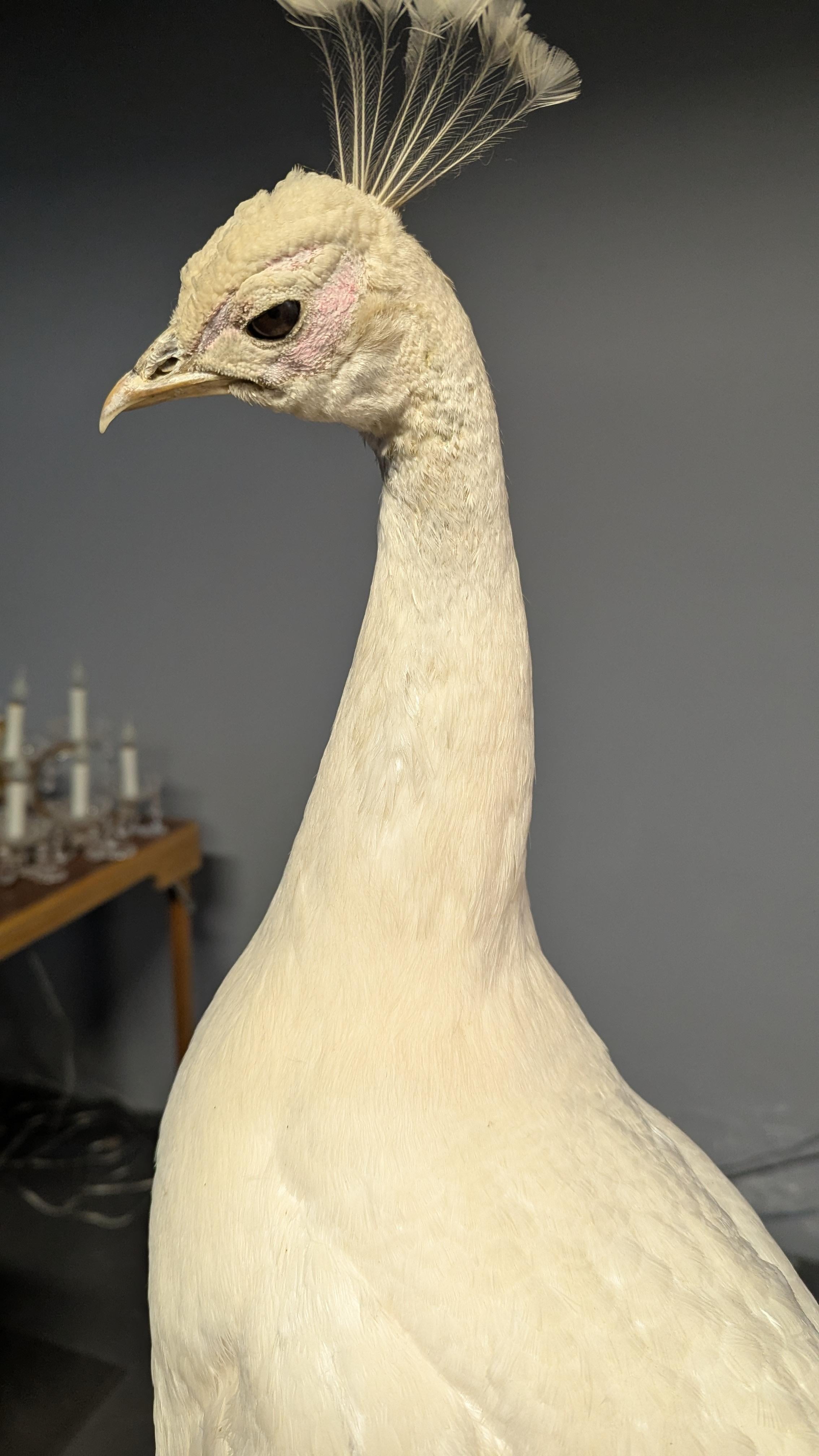 Americano Pavone Albino bianco in vendita