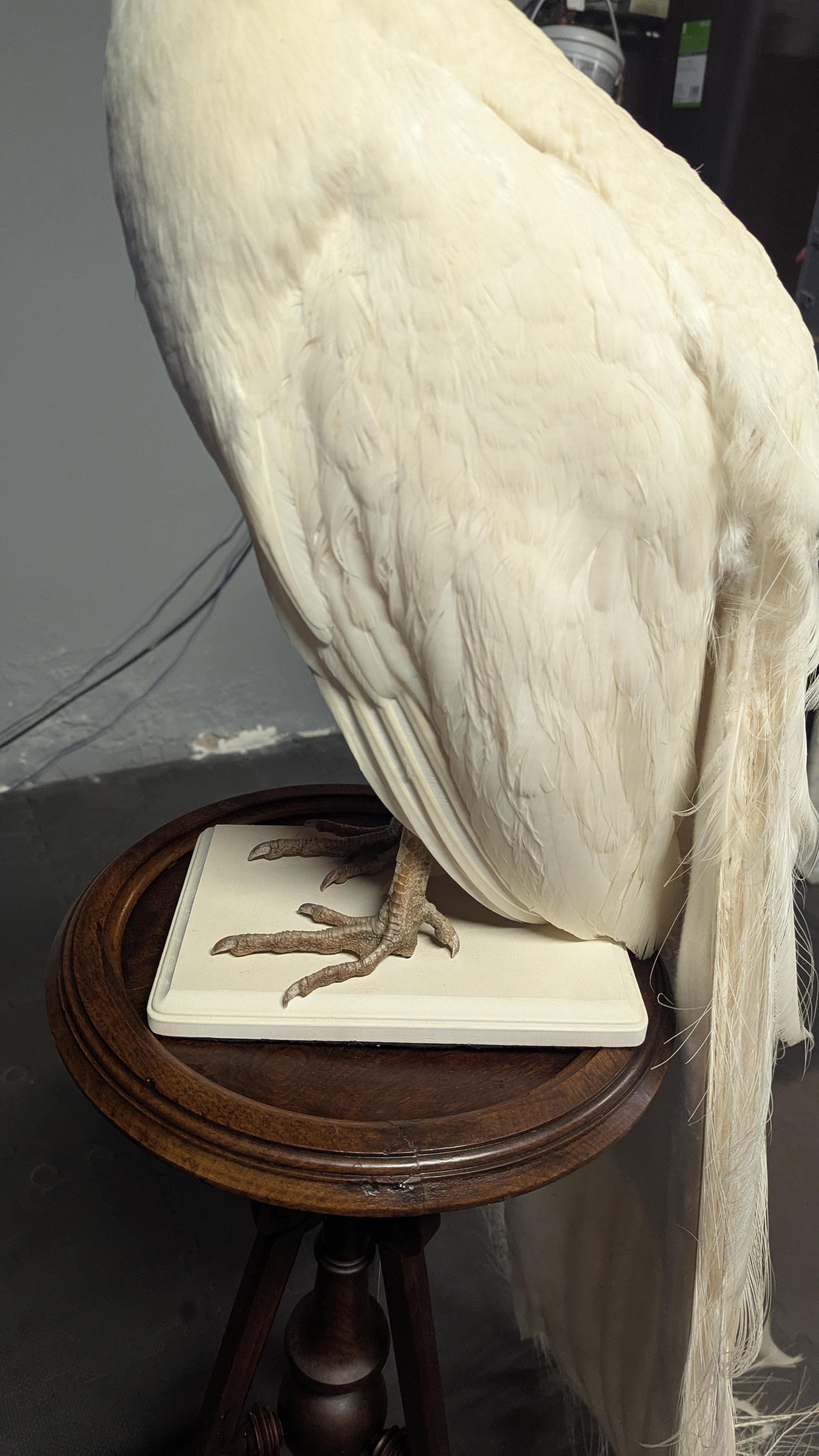 Pavone Albino bianco In condizioni buone in vendita a Pueblo, CO