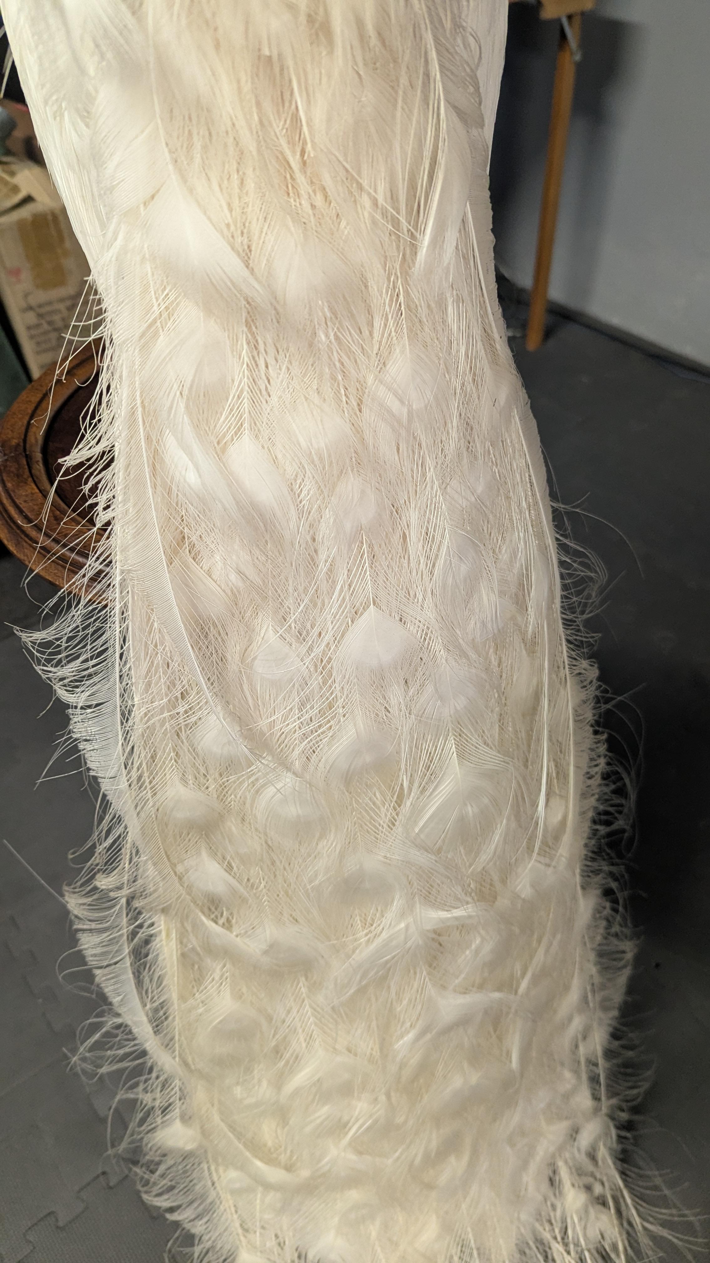 XX secolo Pavone Albino bianco in vendita