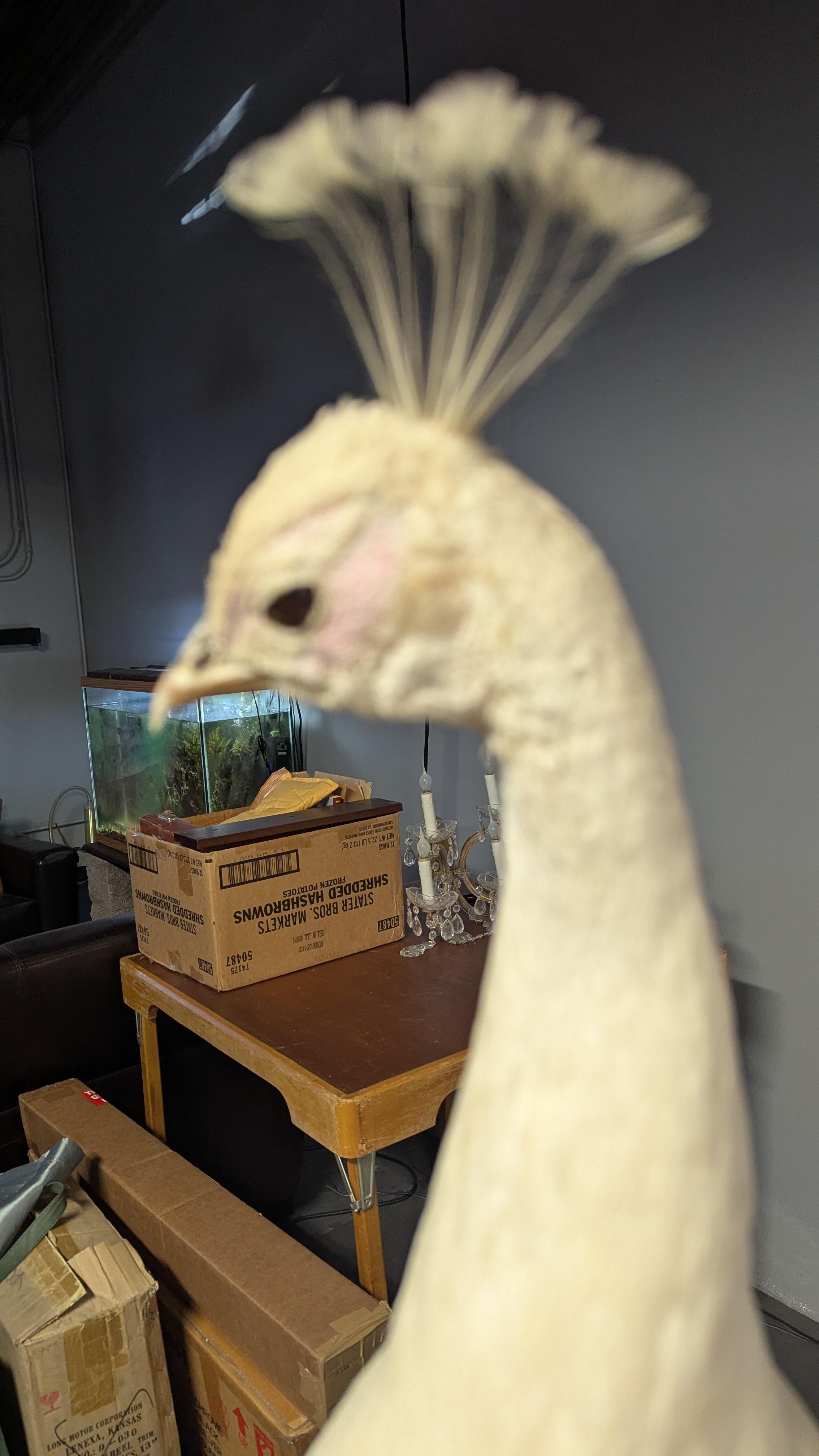 Pavone Albino bianco in vendita 1