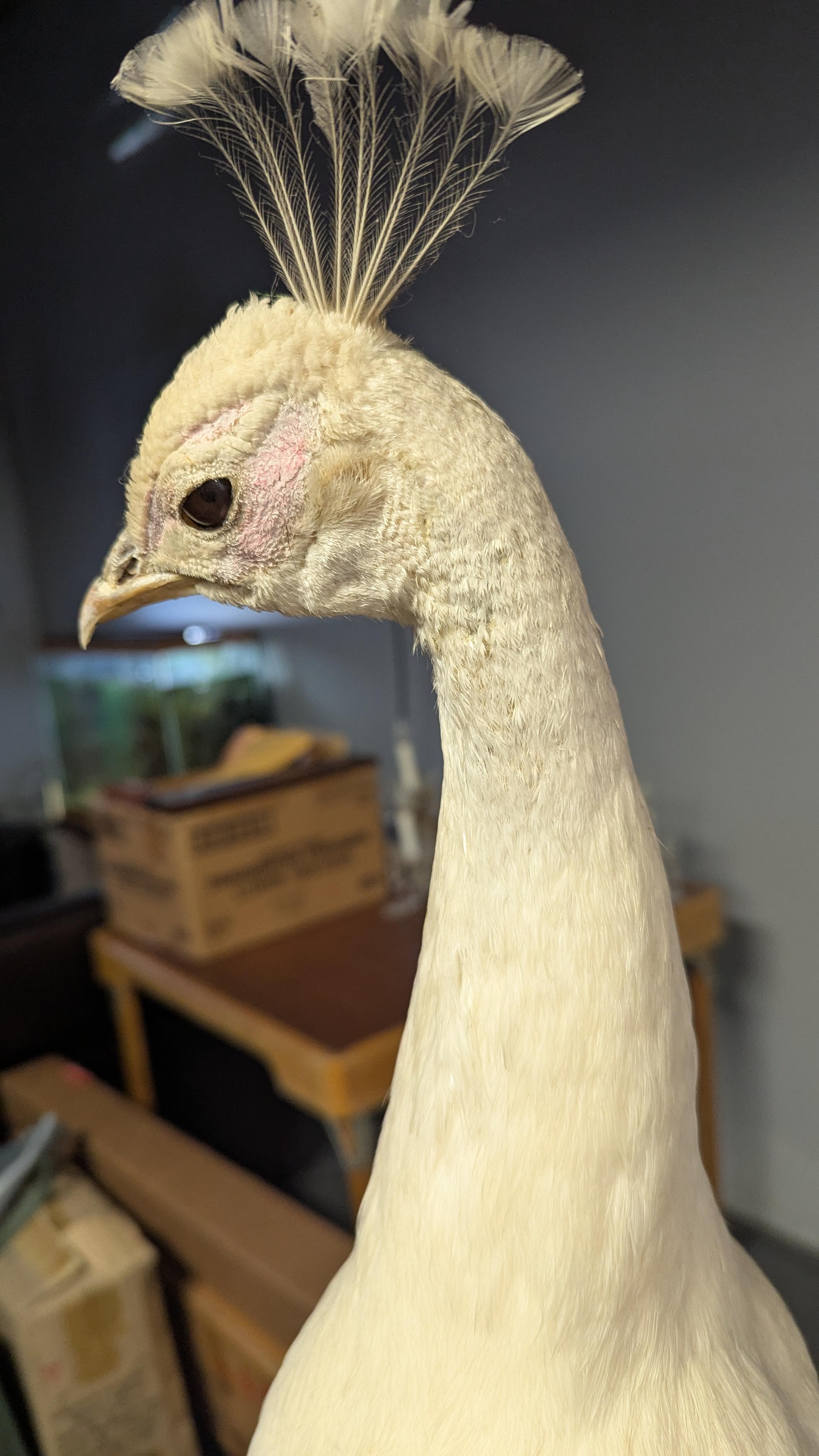 Pavone Albino bianco in vendita 2