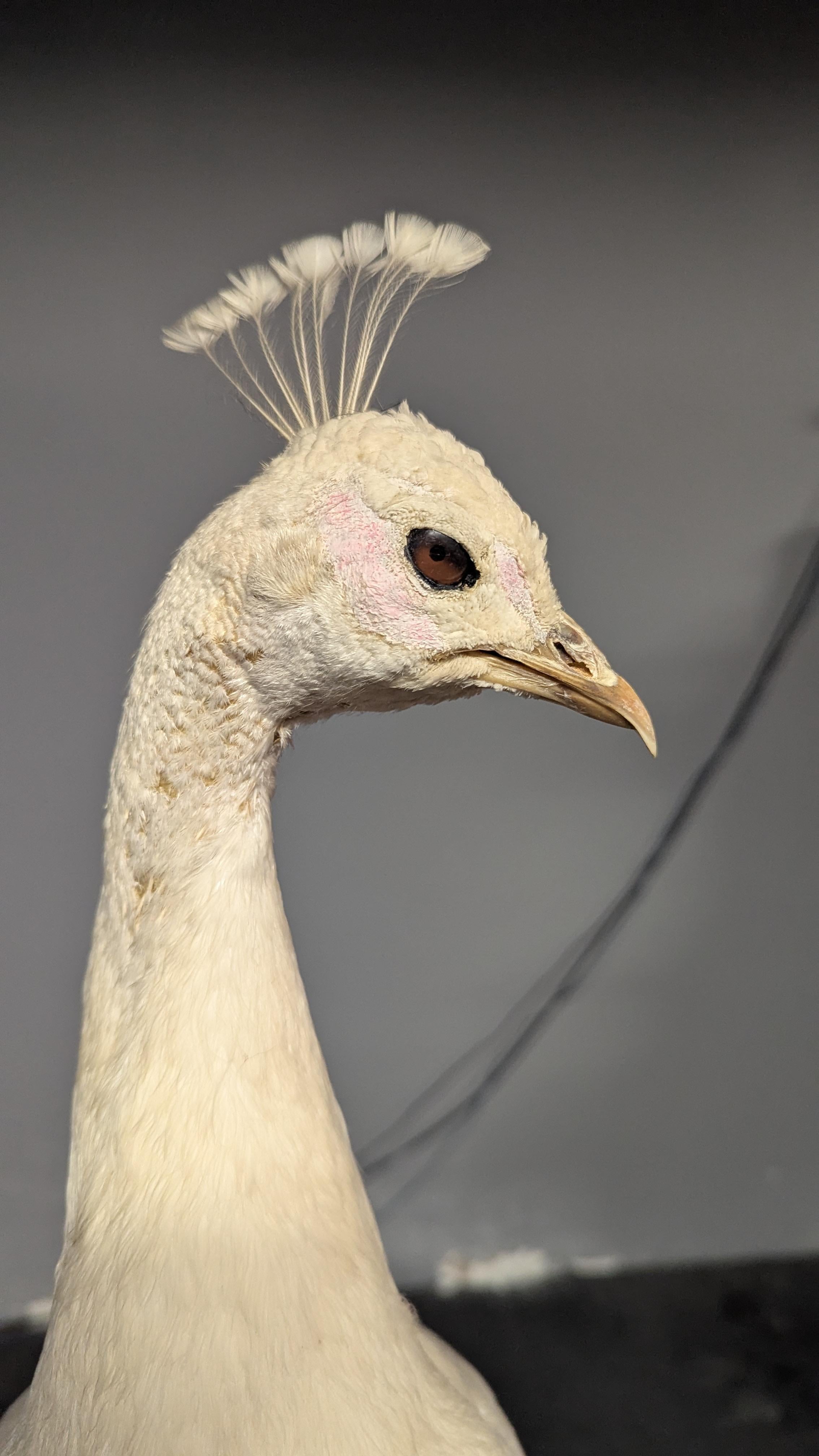 Pavone Albino bianco in vendita 3