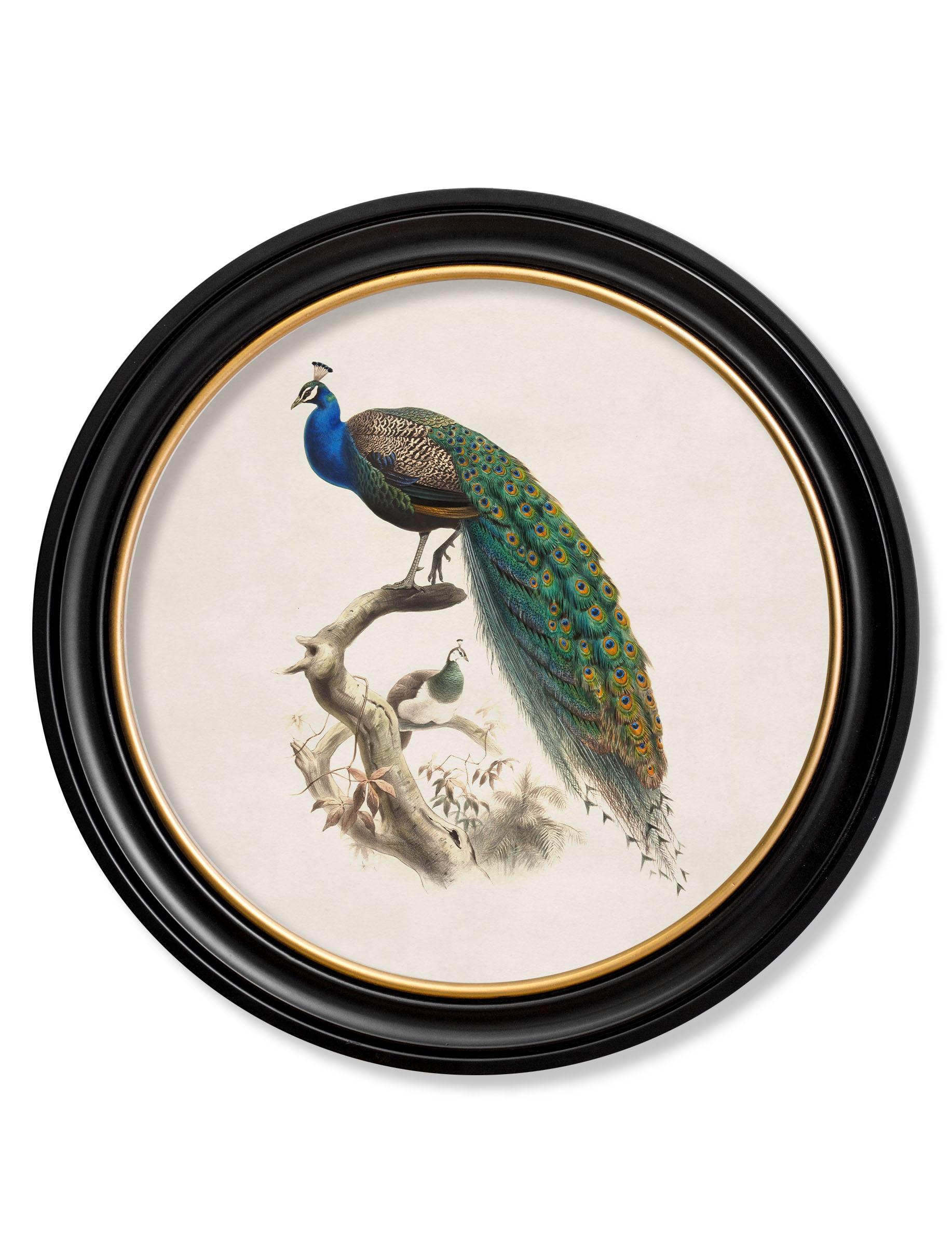 history of peacock