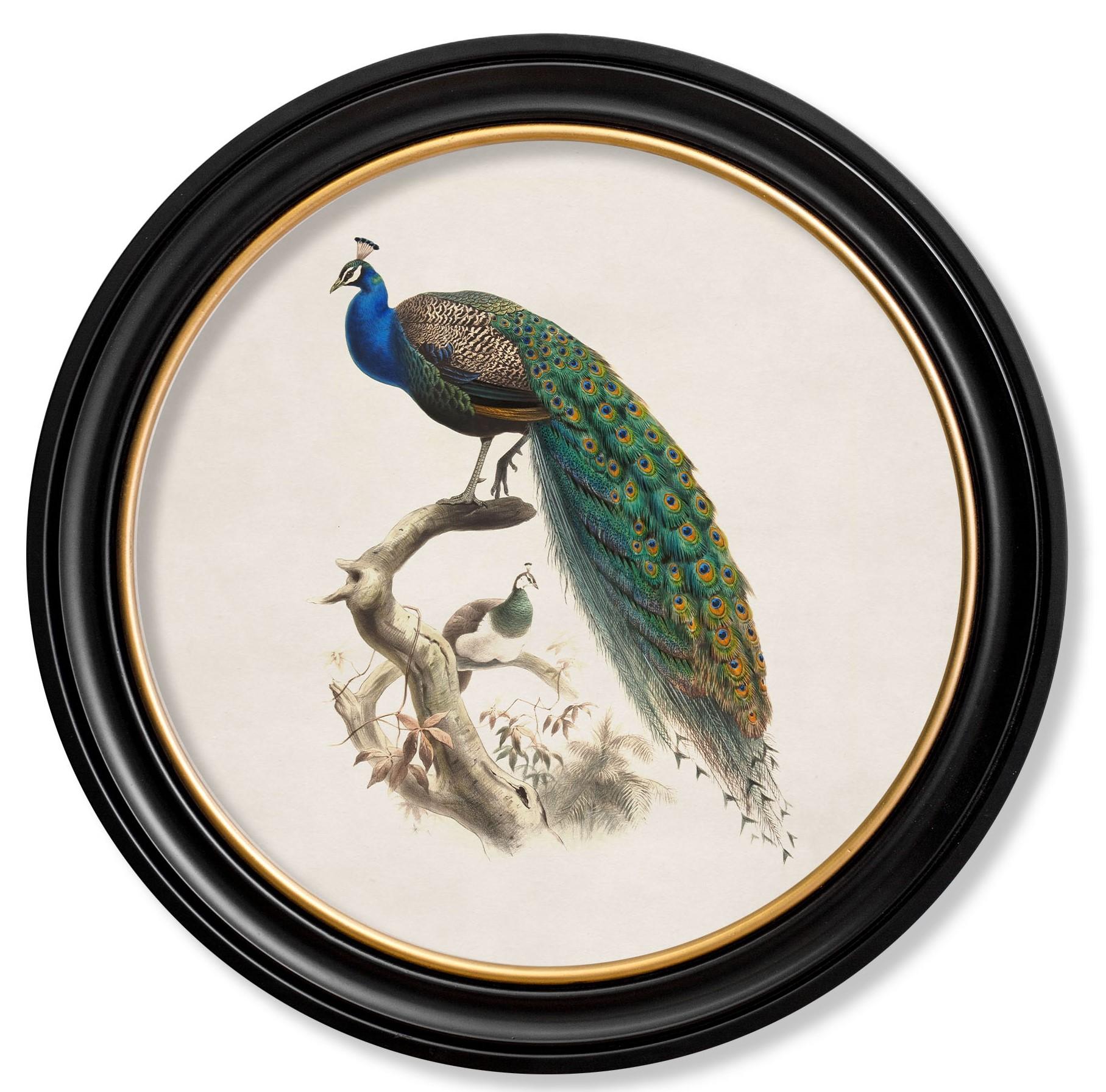 peacock history