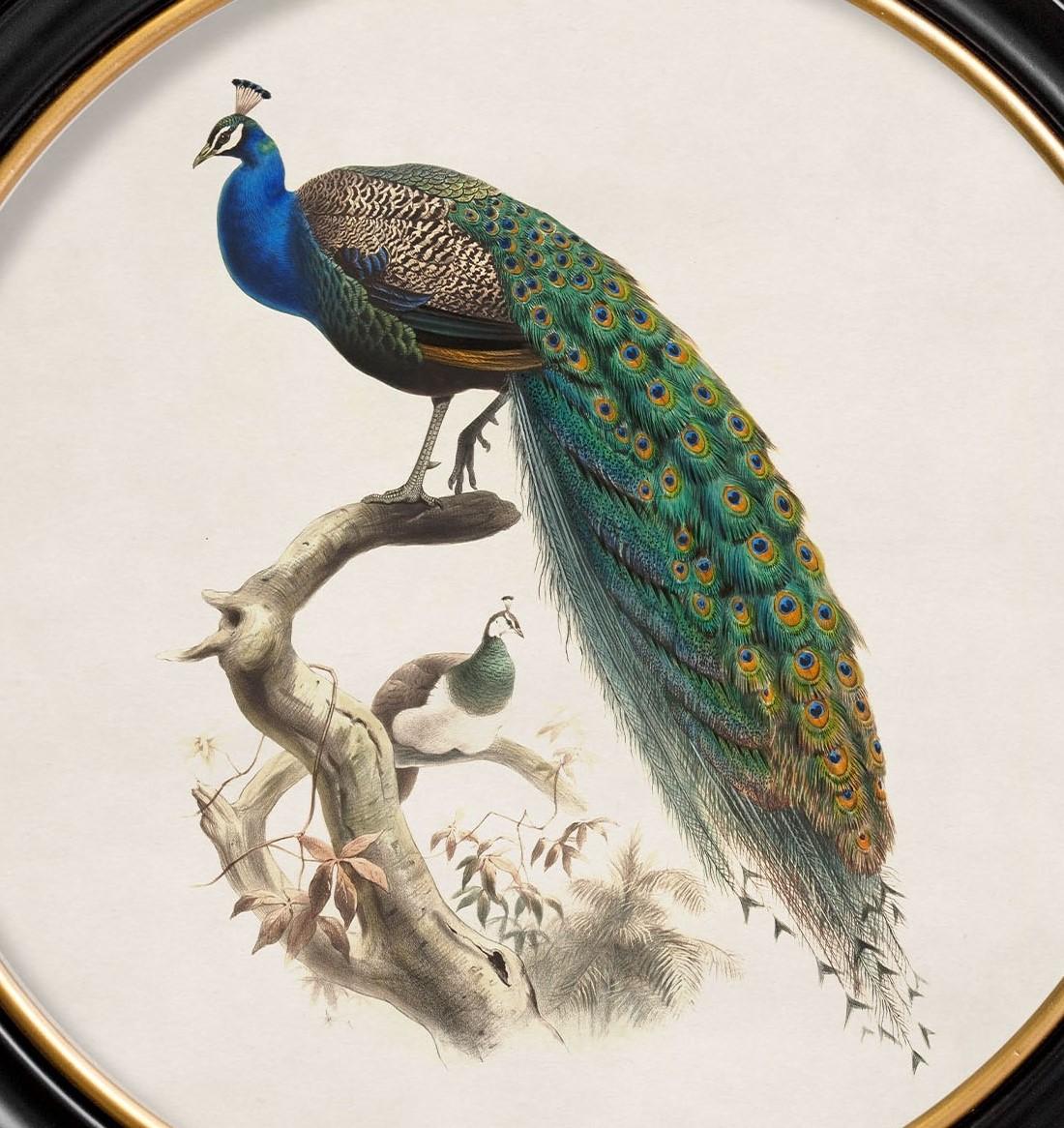American Colonial Peacock framed Print  British Natural History illustration of early 1800's,  New For Sale