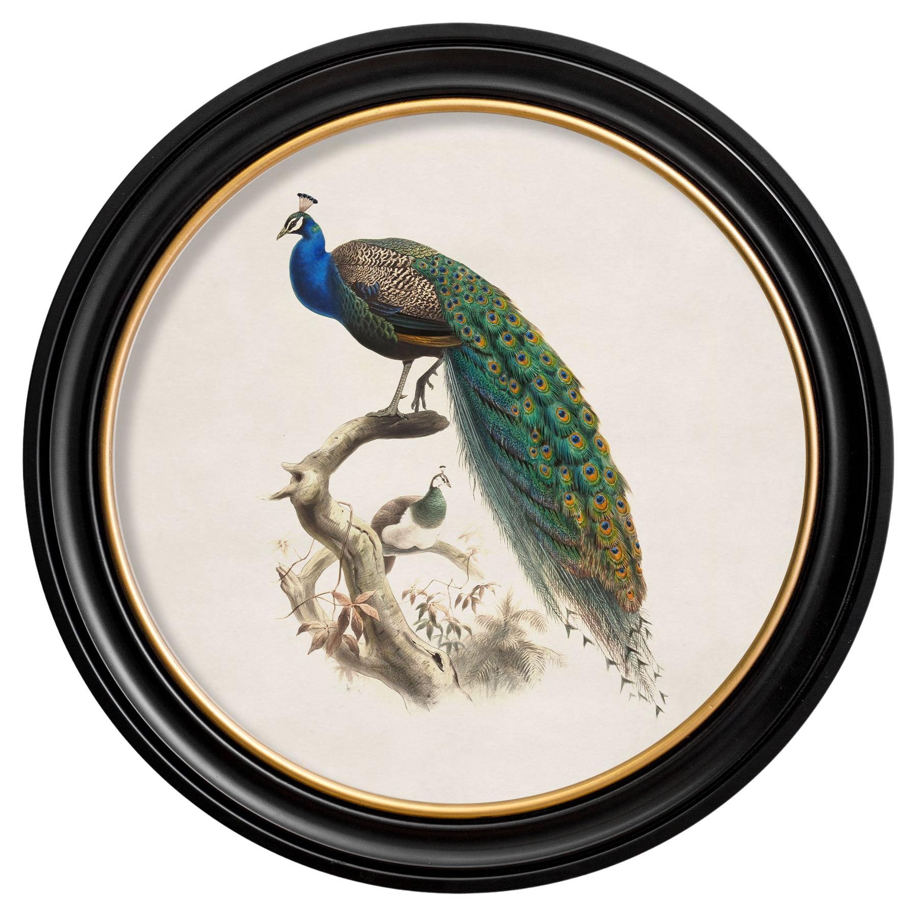 Peacock framed Print  British Natural History illustration of early 1800's,  New For Sale