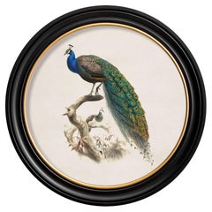 Peacock framed Print  British Natural History illustration of early 1800's,  New