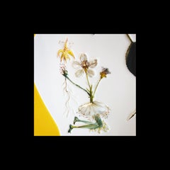 Dali Large dish designed the Pear "Don Quichotte" Limoges Limited Edition N°320