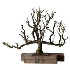 Vintage Pear Tree Espalier Sculpture