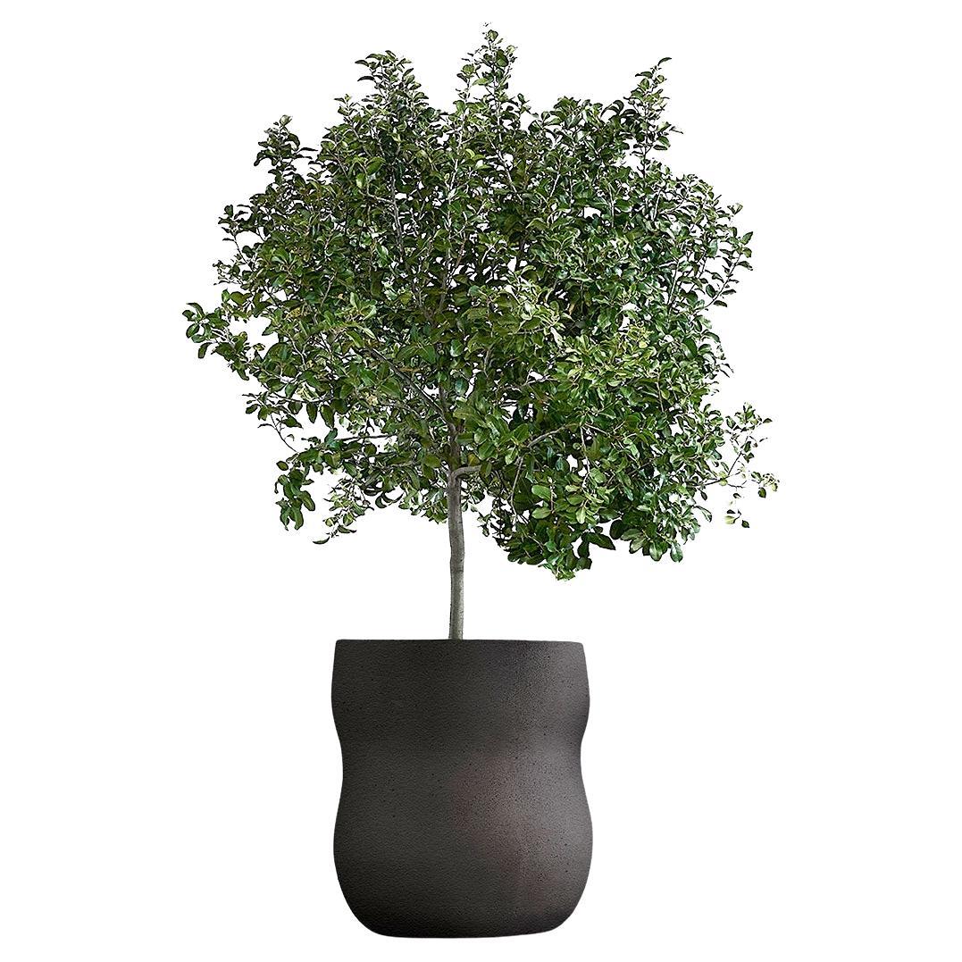 Jardinera Negra Mediana Guijarro by Indigenus