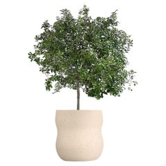 Fioriera Pebble Medium Sandstone di Indigenus