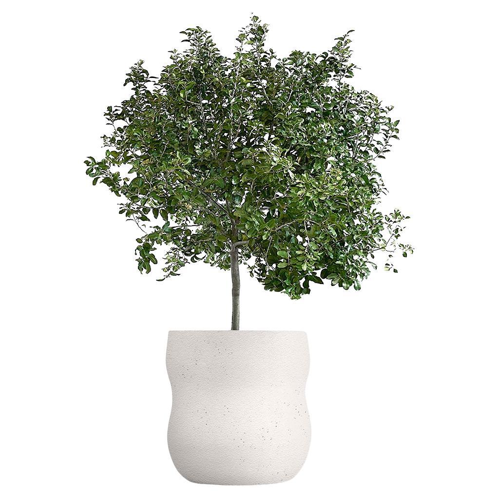 Jardinera Blanca Mediana Guijarro by Indigenus