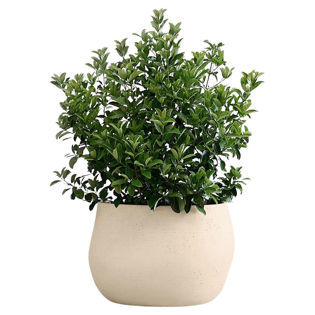 Pebble Small Sandstone Planter by Indigenus