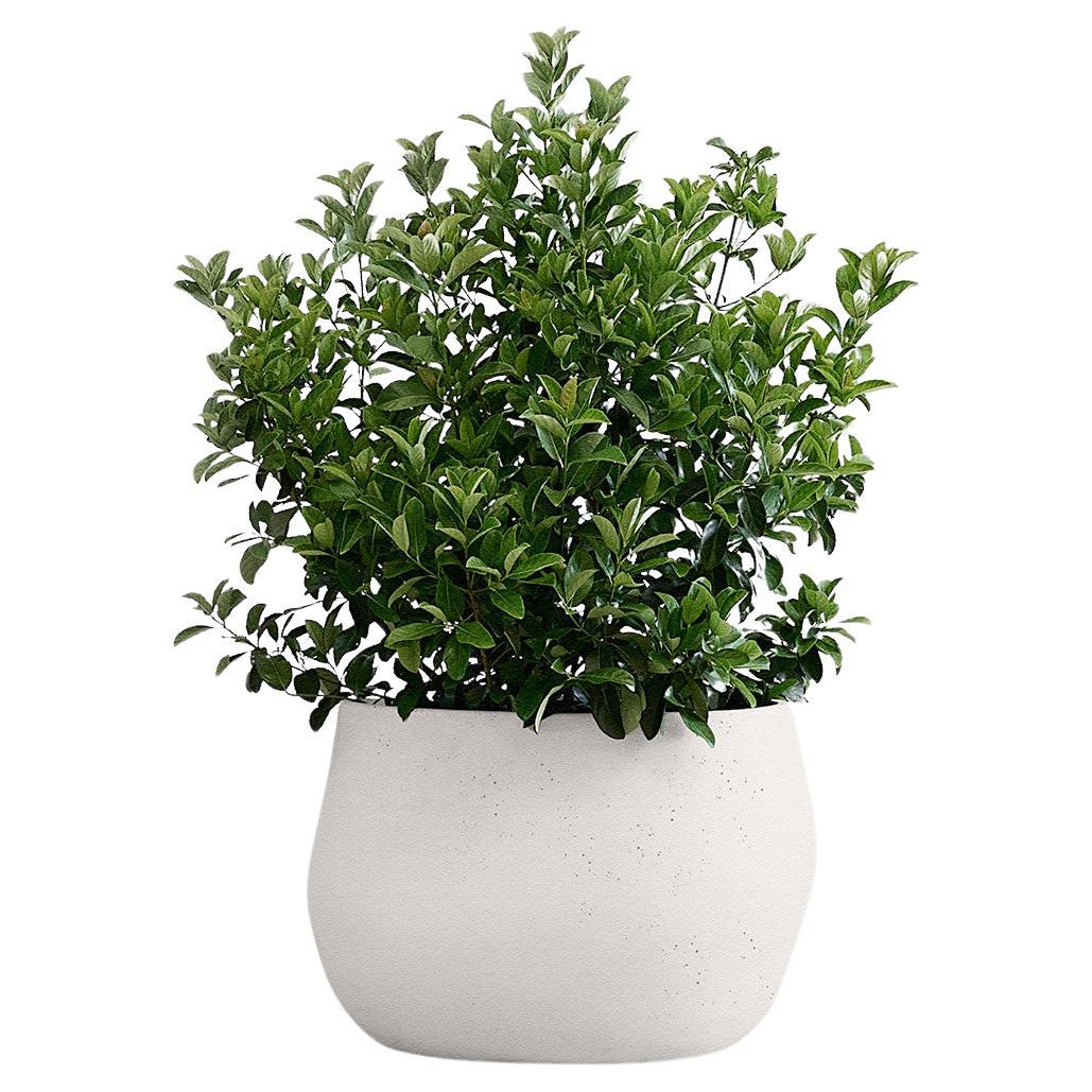 Pebble Small White Planter by Indigenus