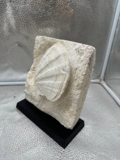 Pecten individual on stand