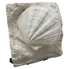 Pecten individual on stand