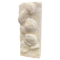 Natural stone panel composed of 5 Sea Urchins fossils, Monted in a Wood Base