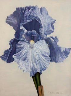 Iris 3
