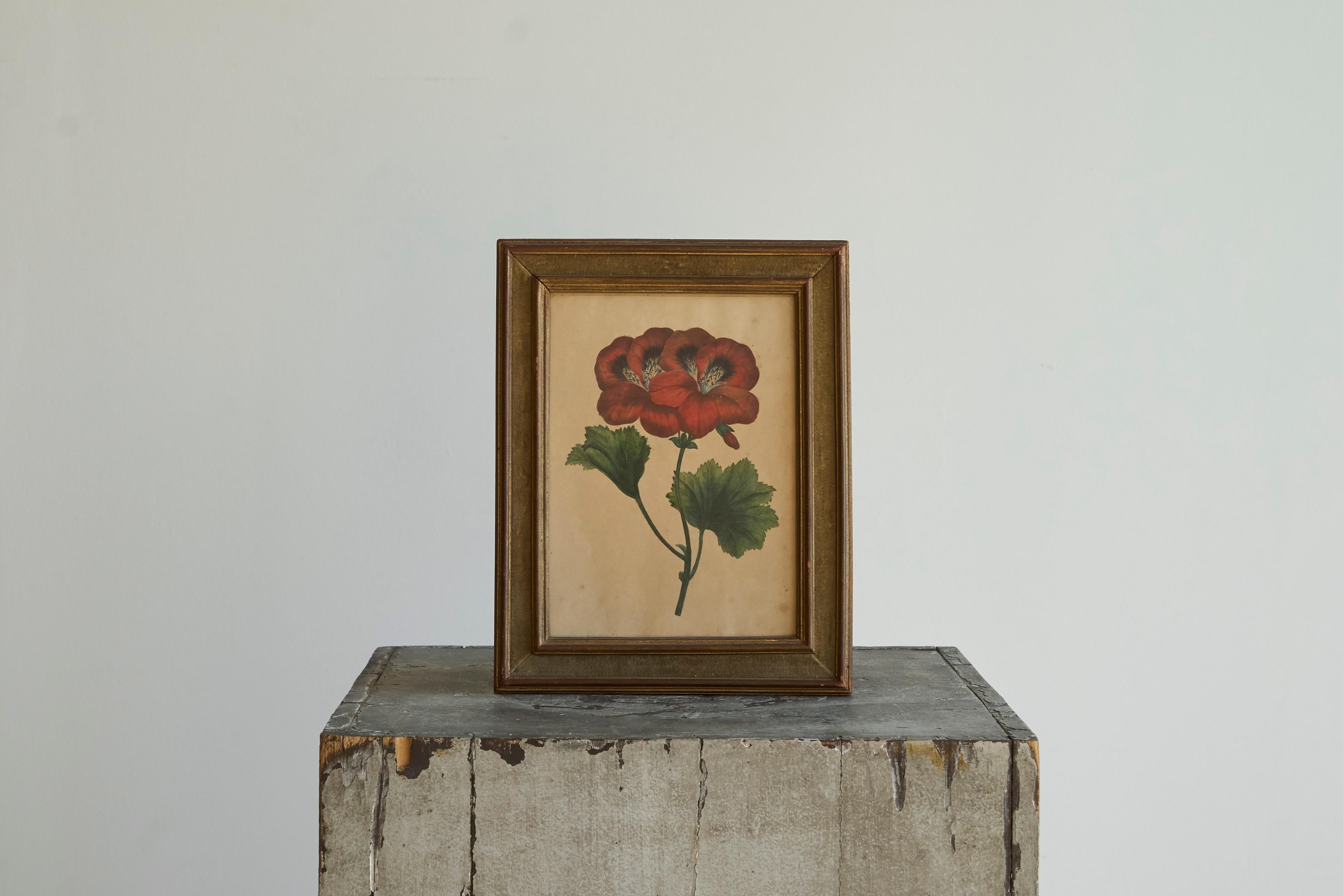 Pelargonium Abd-el-Kader