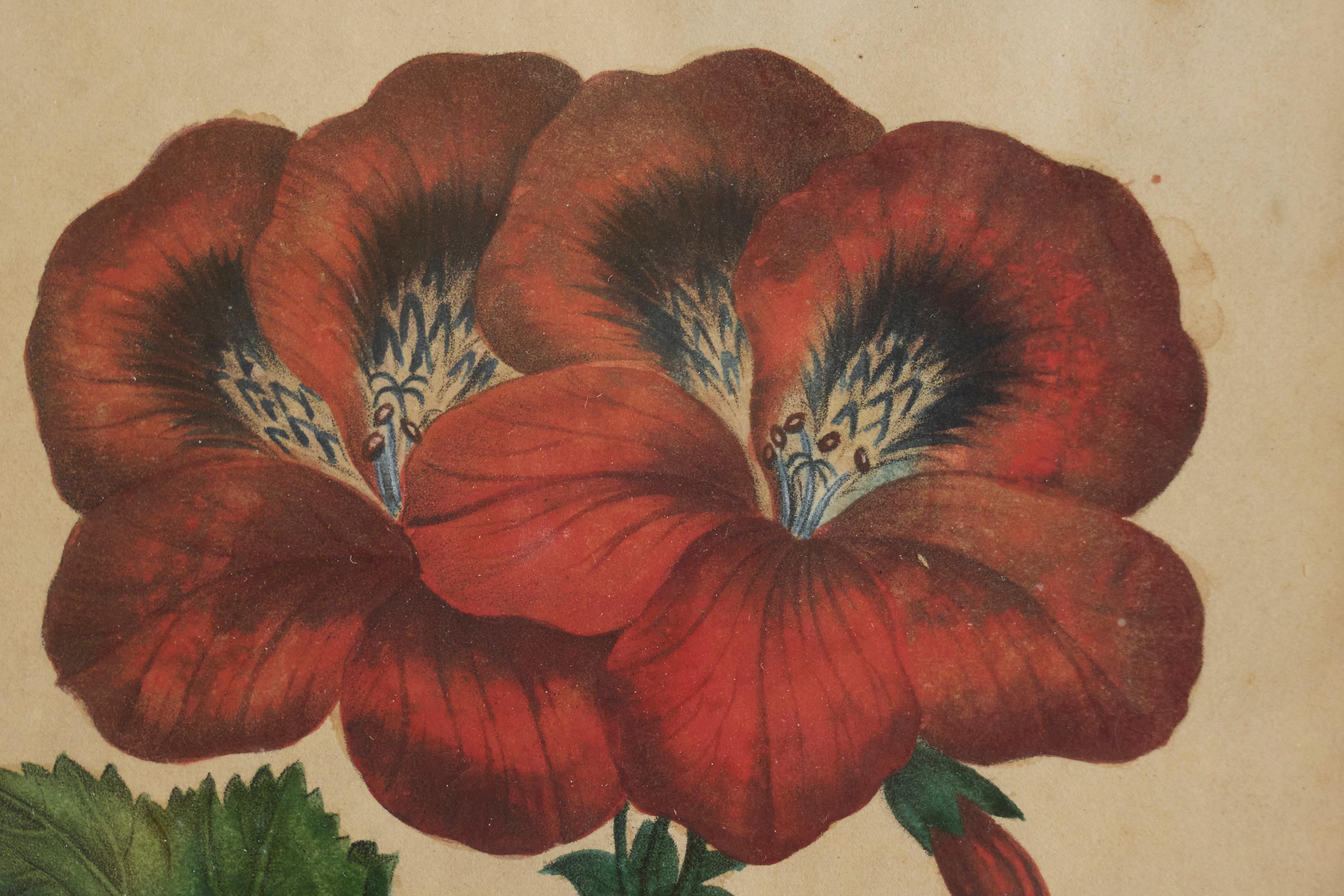 Pelargonium Abd-el-Kader' Gerahmter botanischer Druck 1845 Belgien (Belgisch) im Angebot
