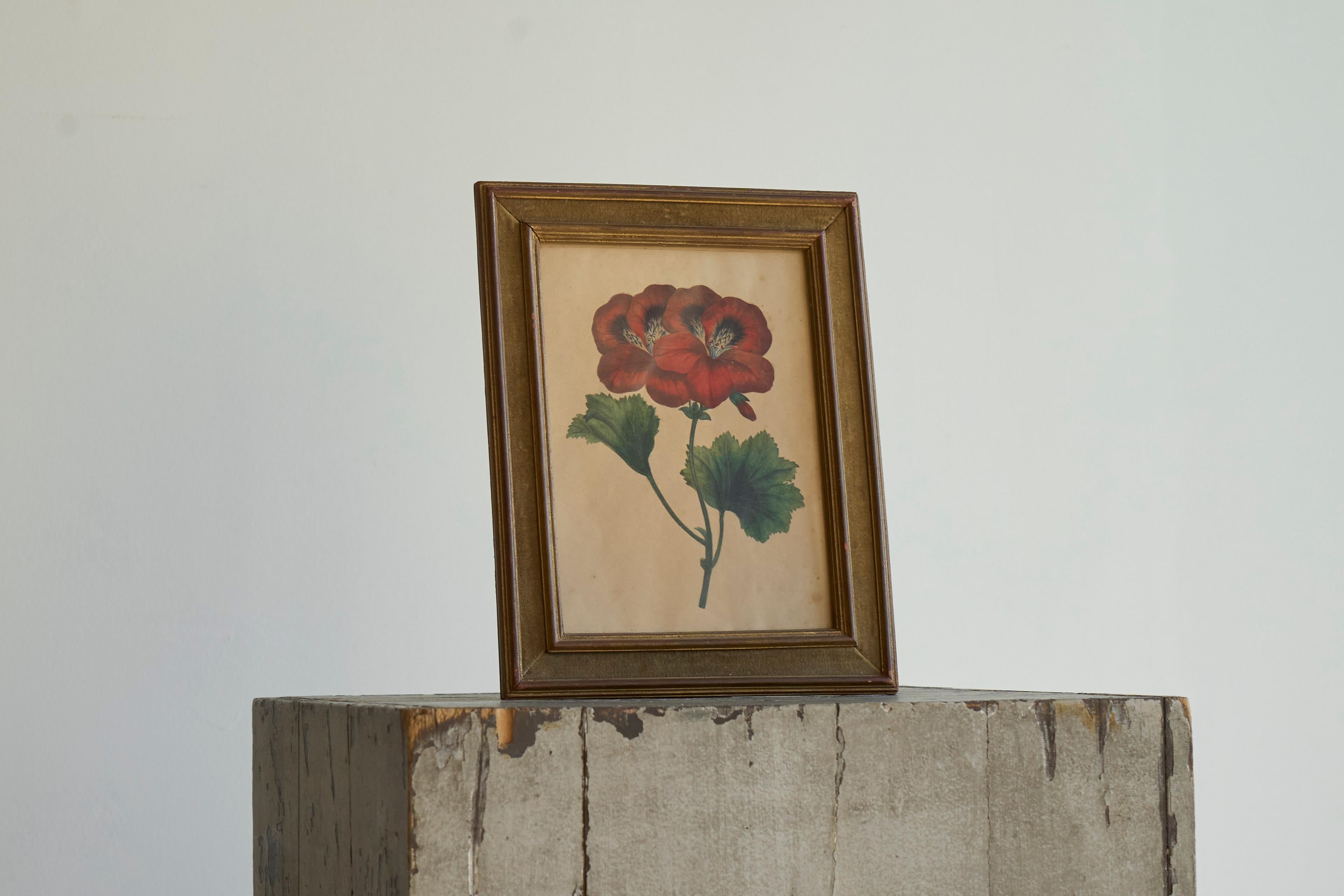 Pelargonium Abd-el-Kader' Gerahmter botanischer Druck 1845 Belgien (Handgefertigt) im Angebot