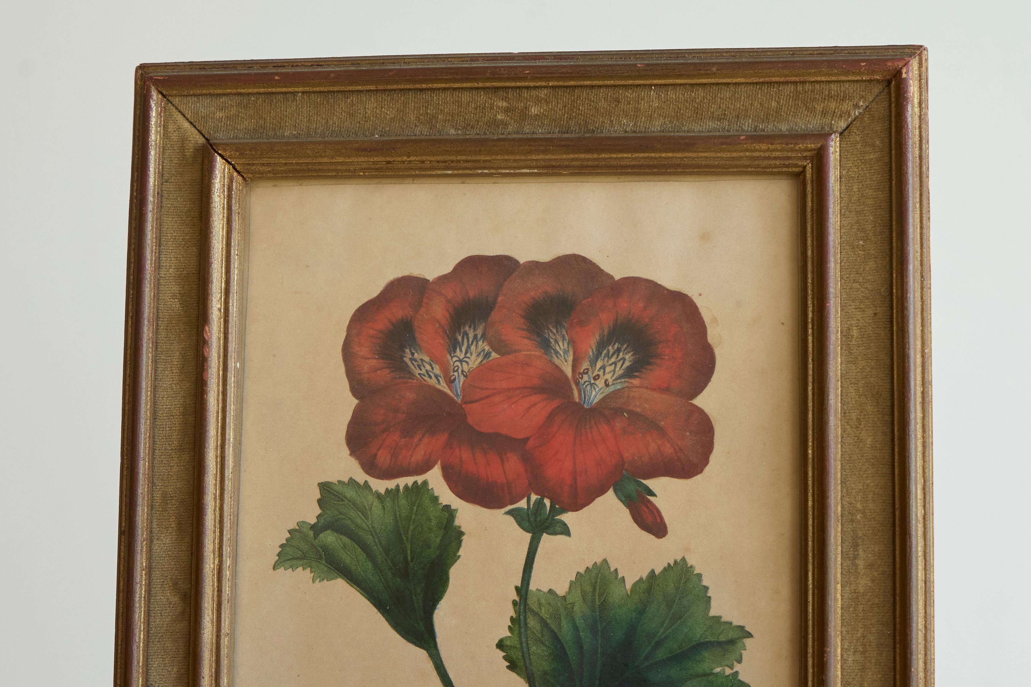 Pelargonium Abd-el-Kader' Gerahmter botanischer Druck 1845 Belgien im Zustand „Gut“ im Angebot in Meer, VAN