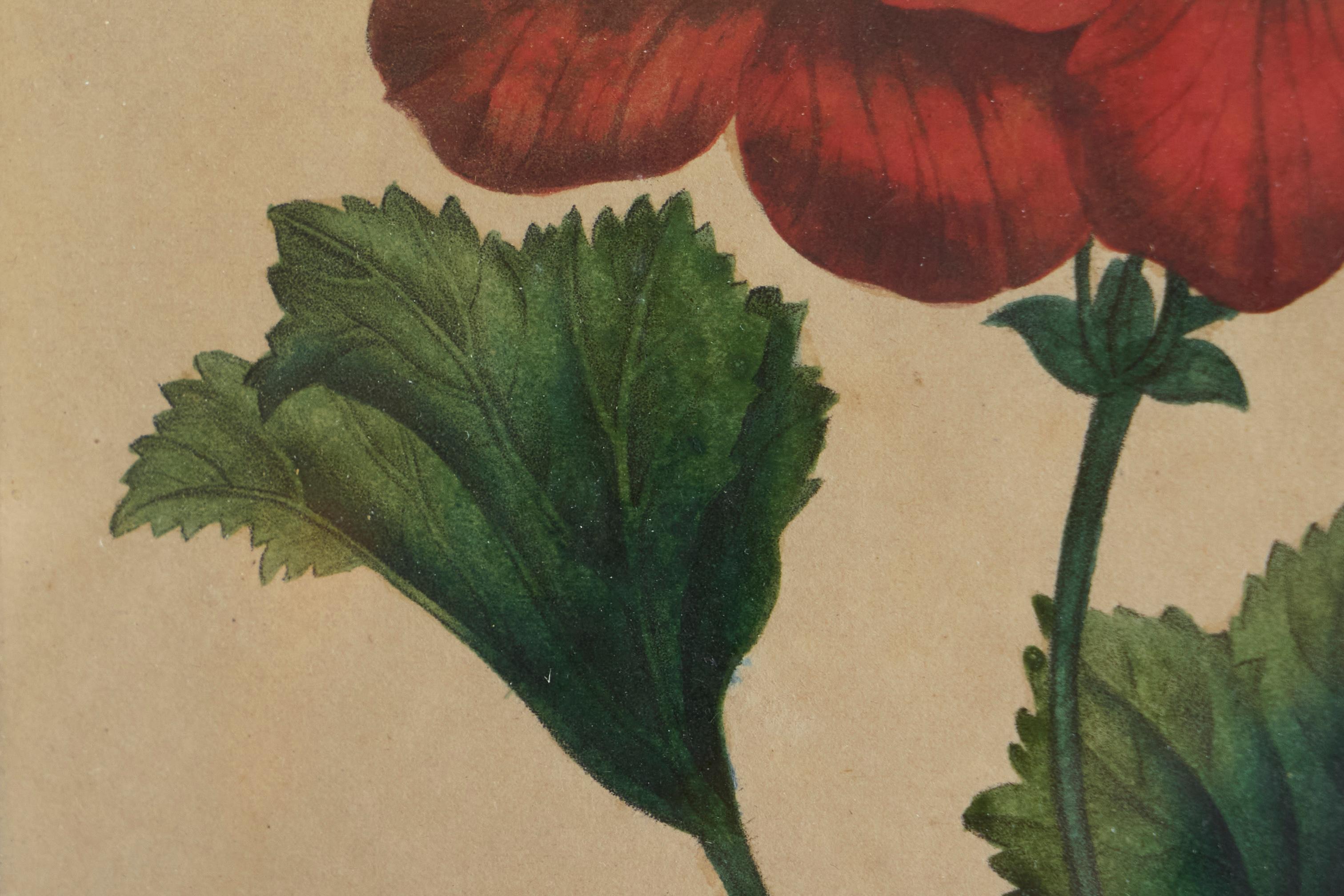 Pelargonium Abd-el-Kader' Gerahmter botanischer Druck 1845 Belgien (19. Jahrhundert) im Angebot