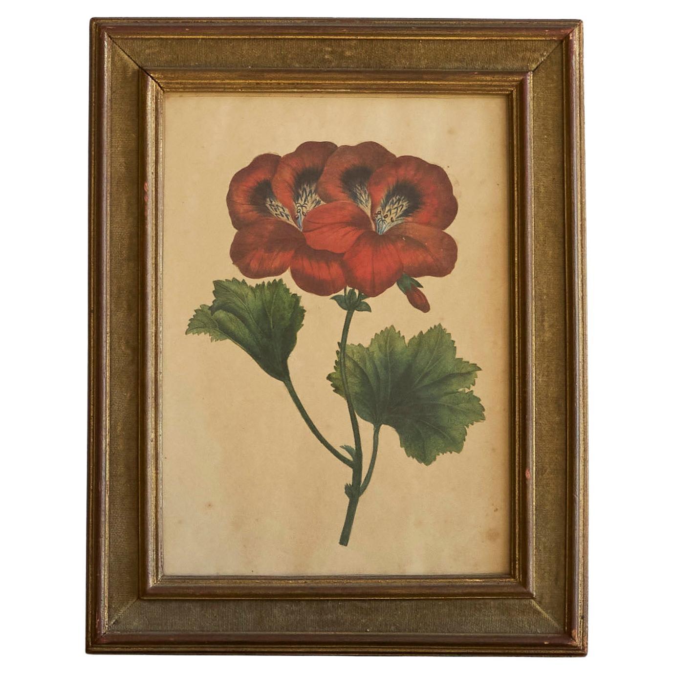 Pelargonium Abd-el-Kader' Gerahmter botanischer Druck 1845 Belgien im Angebot