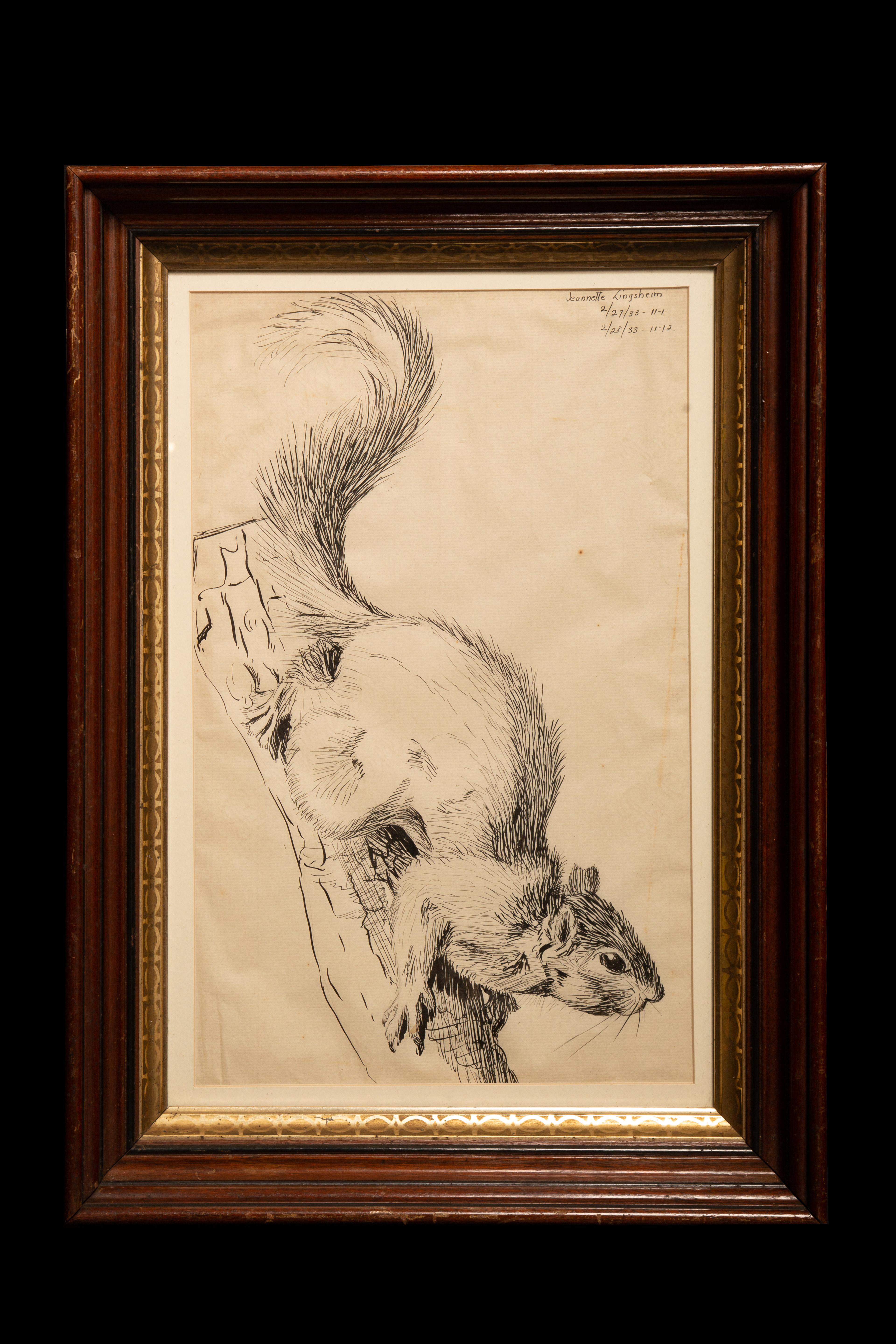 Pen and ink drawing of a squirrel from 1933.

Measures: 15.5 x 21.5