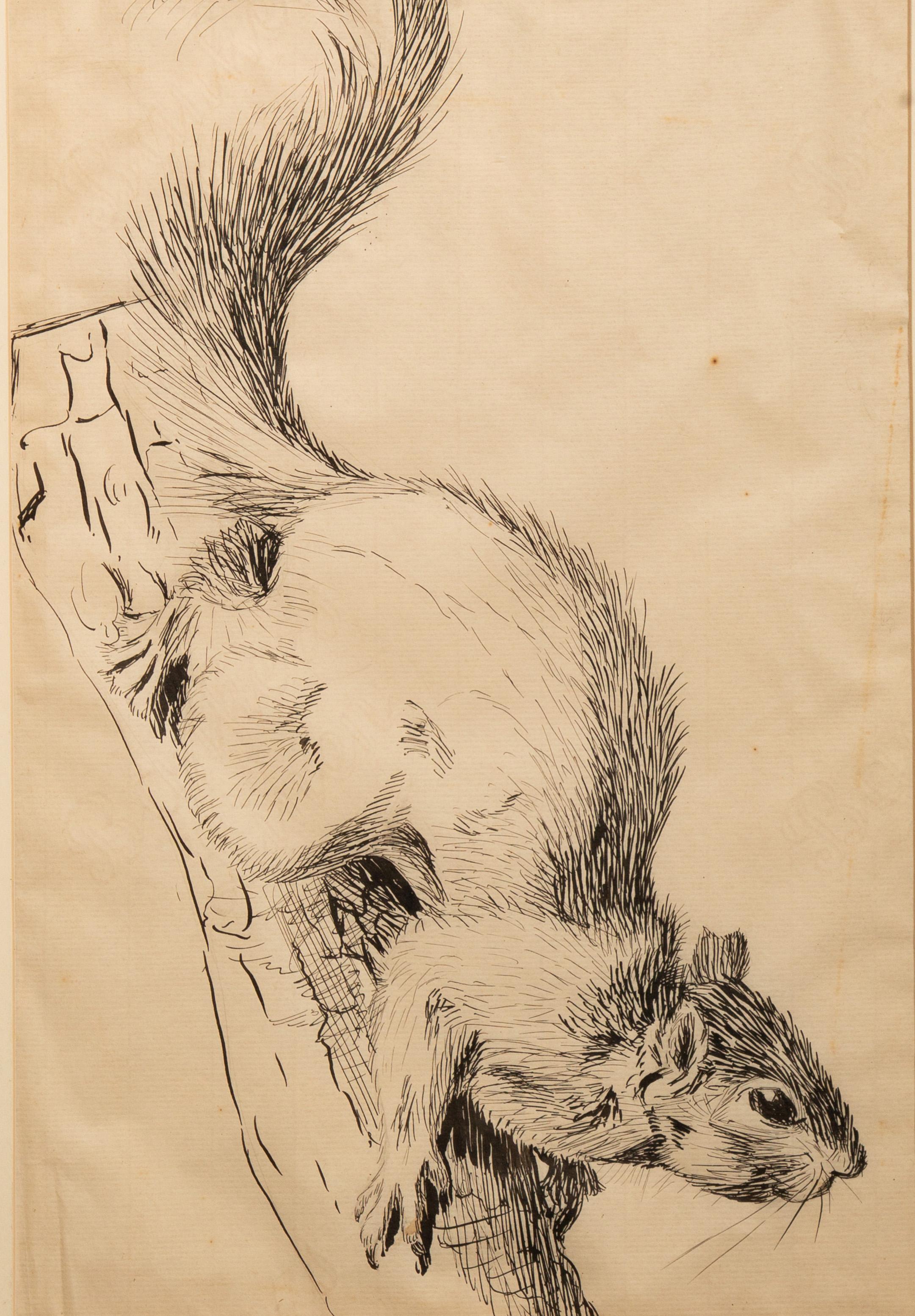 20th Century Pen and Ink Drawing of a Squirrel from 1933