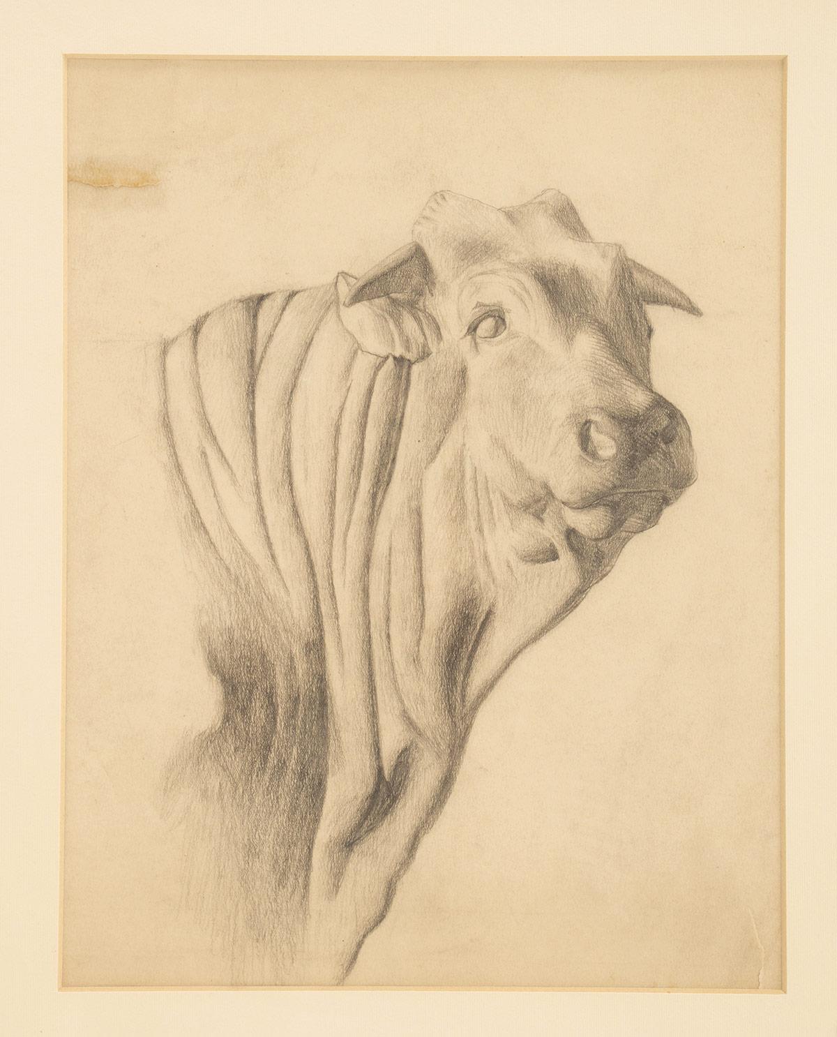 Austrian Pencil drawing depicting the head of an ox, cherry wood frame, Austria 1920. For Sale