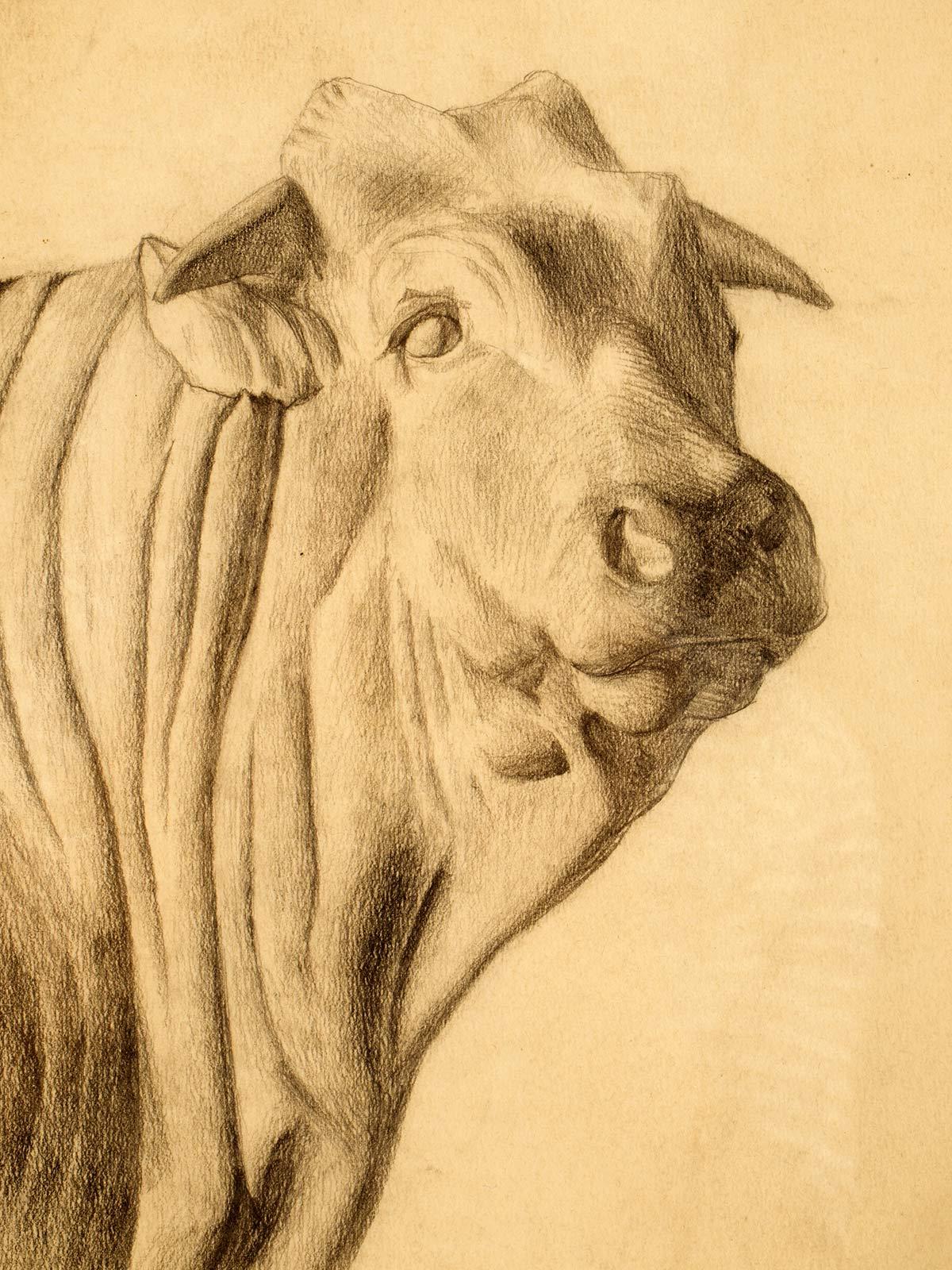 Pencil drawing depicting the head of an ox, cherry wood frame, Austria 1920. In Good Condition For Sale In Milan, IT