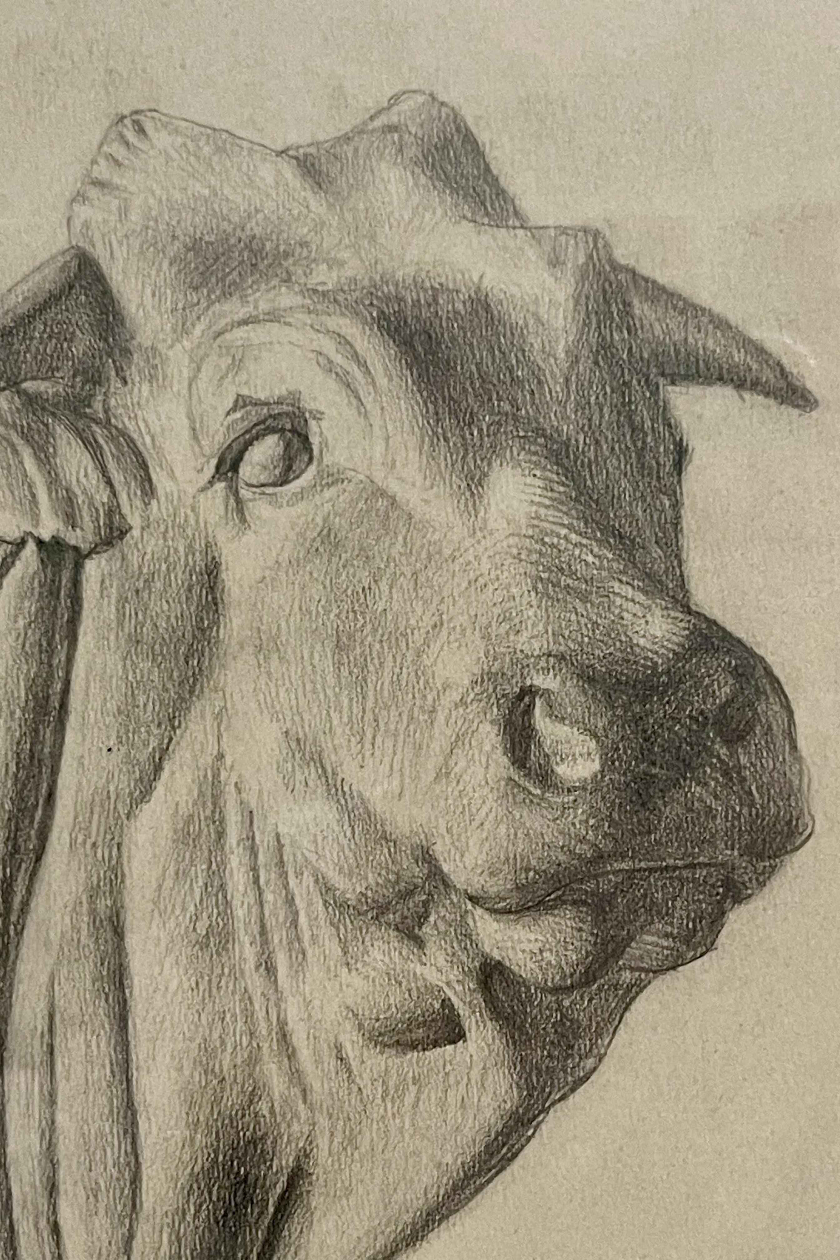 Wood Pencil drawing depicting the head of an ox, cherry wood frame, Austria 1920. For Sale