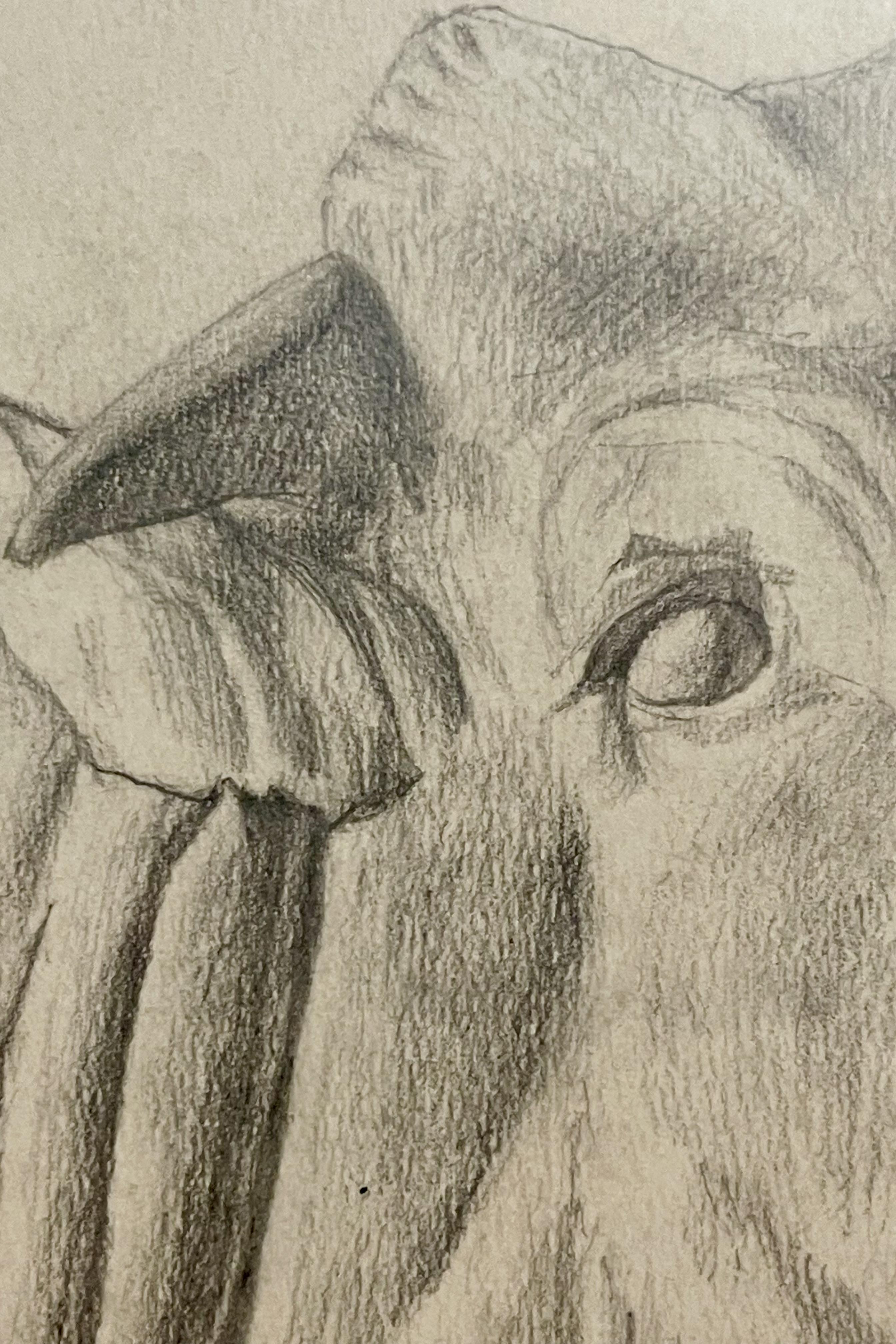 Pencil drawing depicting the head of an ox, cherry wood frame, Austria 1920. For Sale 2