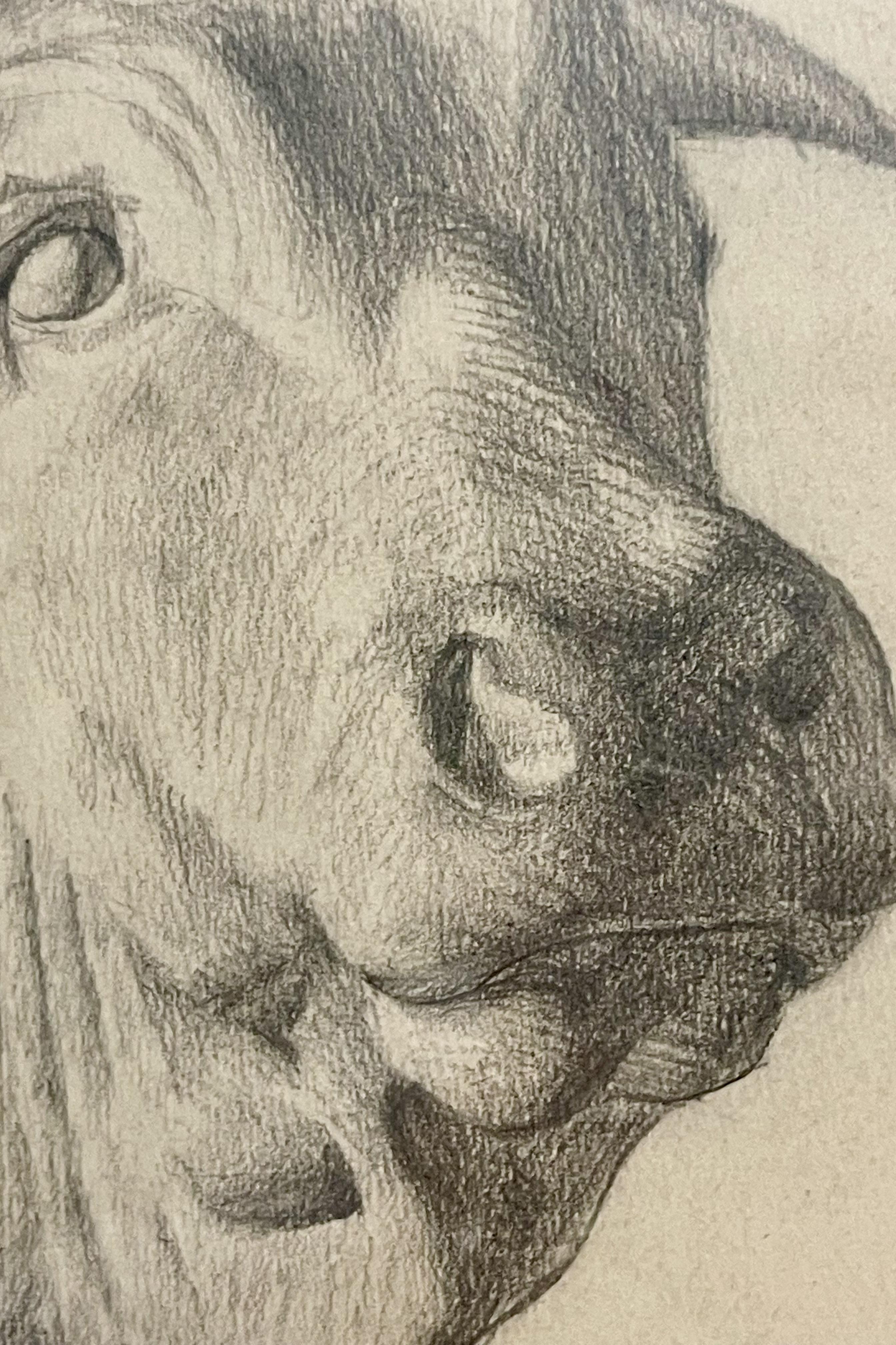Pencil drawing depicting the head of an ox, cherry wood frame, Austria 1920. For Sale 3