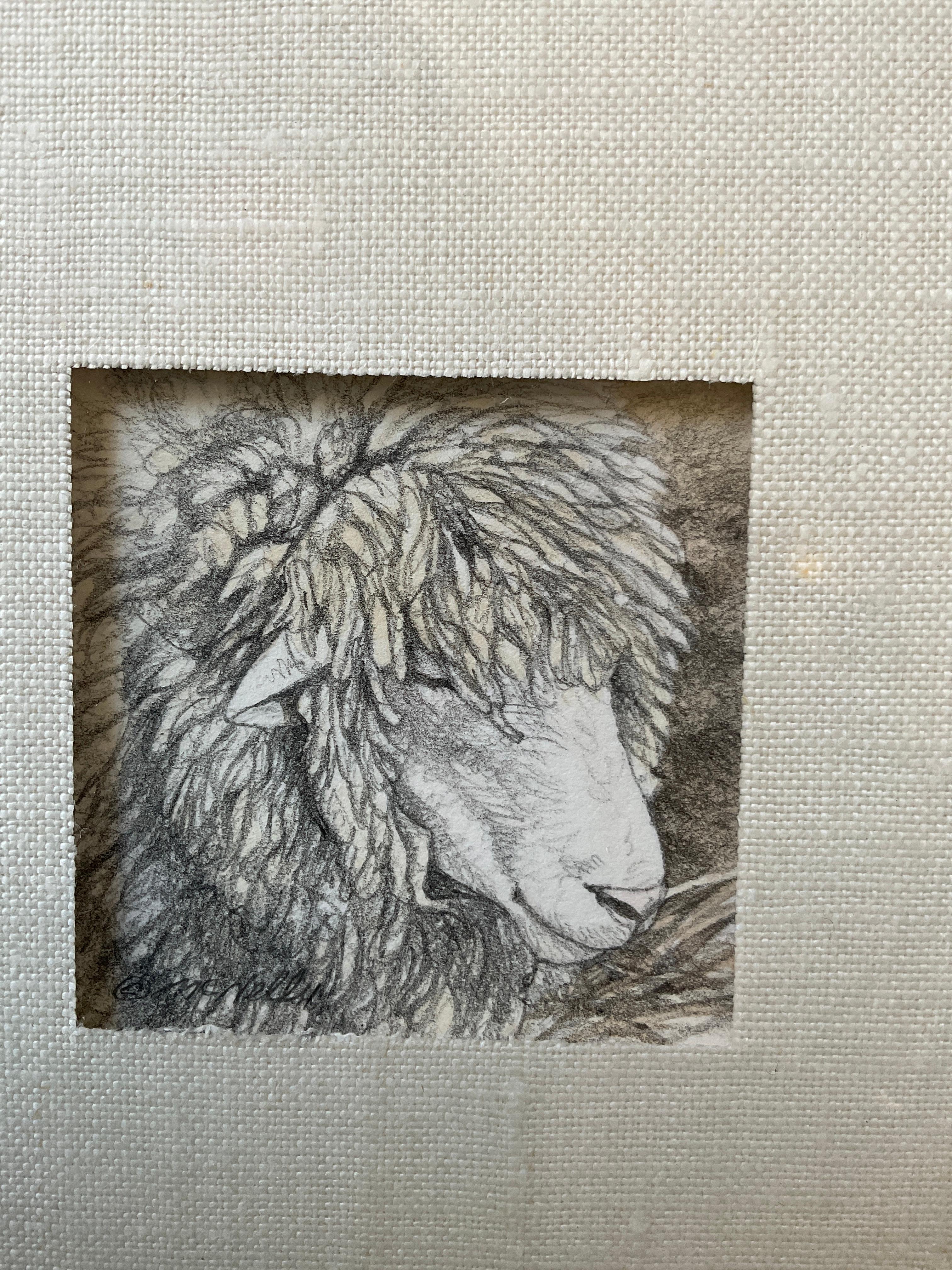Pencil drawing of a sheep by McNelly.