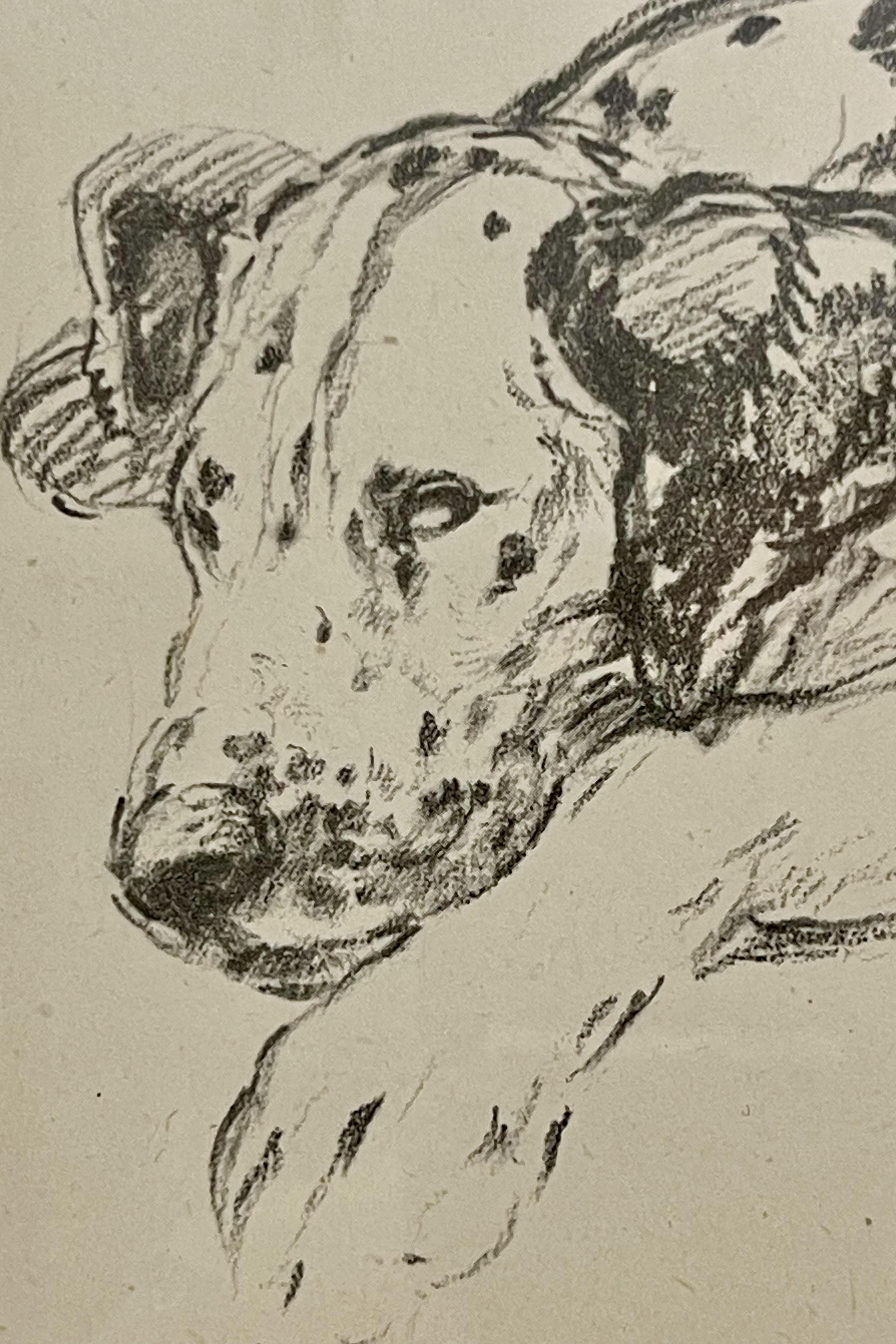 dessin au crayon sur papier, représentant des deux côtés des chiens Dalmatiens, États-Unis 1940. en vente 5